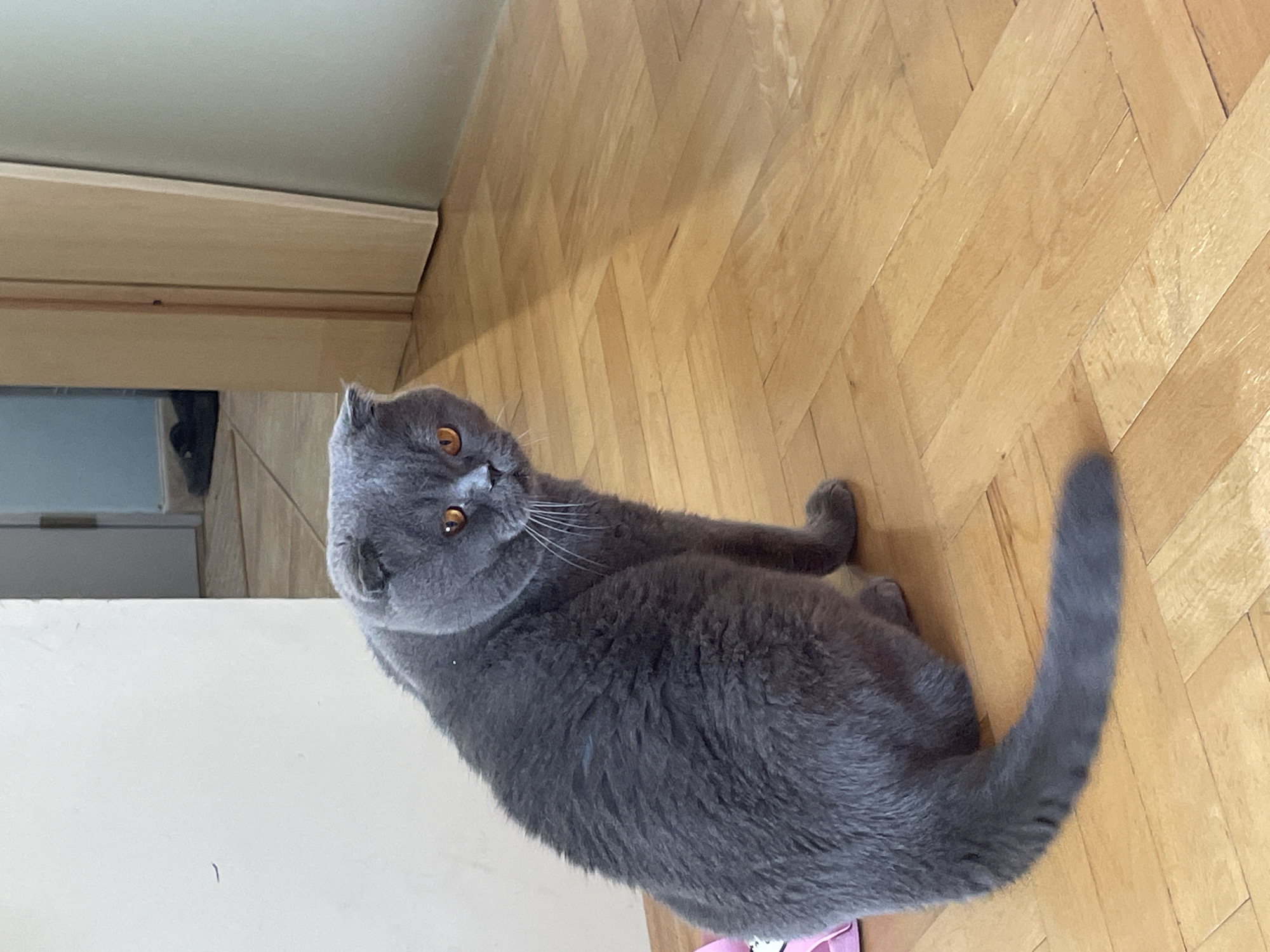 A grey domestic cat, possibly a Scottish Fold or British Shorthair breed, is lying on a light wooden parquet floor. The floor is arranged in a herringbone pattern and shows some signs of wear. The cat has thick, plush grey fur and striking orange-amber eyes that are wide and focused directly towards the viewer, conveying an alert and curious expression. Its head is tilted upwards and slightly to the left, while its body is relaxed and stretched out on its belly. Its tail is curled gently behind it, resting on the wooden floor. In the background, to the left of the cat, a light-colored wall or baseboard is visible, with a darker, indistinct area behind it. The lighting suggests a bright, indoor setting, likely during the daytime. No people or visible text are present in the image.