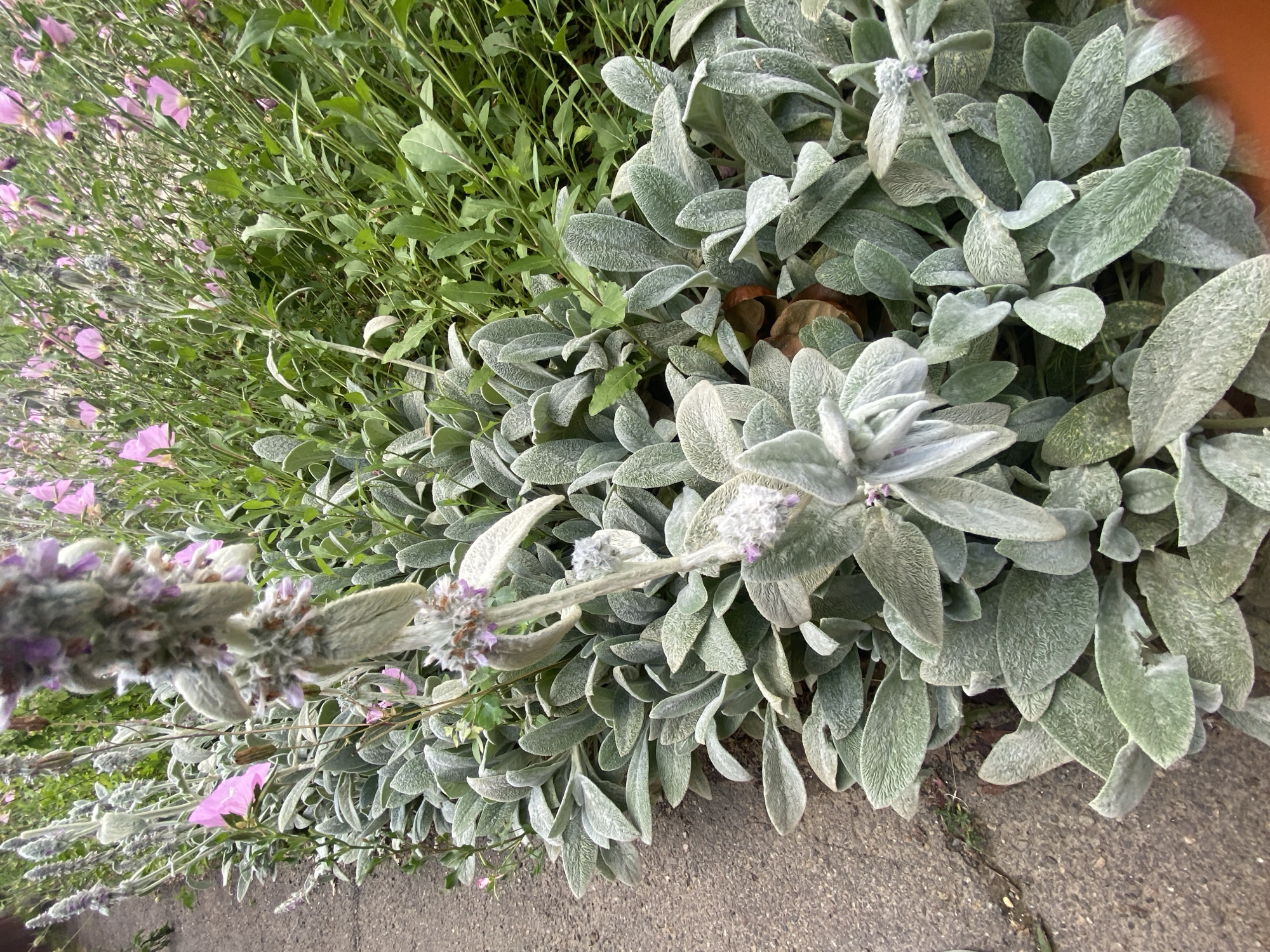 This is a close-up, overhead, outdoor shot of a garden bed with a concrete edge. The primary subjects are plants, specifically a large clump of fuzzy, silver-green lamb's ears (Stachys byzantina) in the foreground and mid-ground. To the left and behind the lamb's ears, there are plants with slender green leaves and some delicate pink flowers, possibly evening primrose. There are also some wispy, lavender-colored flower spikes, possibly from a different variety of lamb's ears or another flowering plant. The concrete edge is visible along the bottom right of the frame, suggesting the garden is next to a walkway or path. The lighting appears to be natural daylight, and the overall impression is one of a vibrant, well-maintained garden. There is no visible text. The location context provided is Akhtyrskiy, Russia.