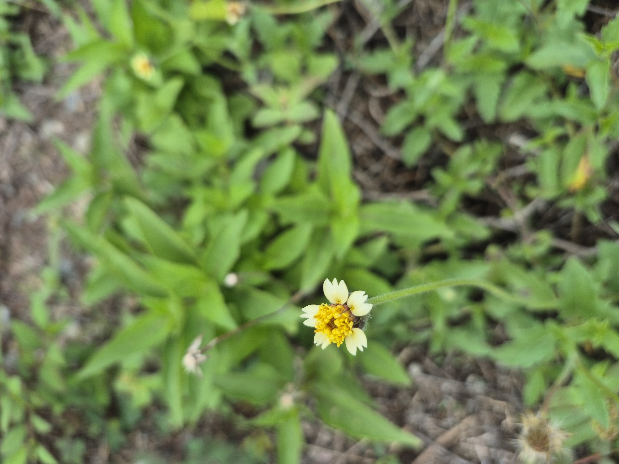 The image shows a close-up view of a small yellow and white flower surrounded by green foliage and dried leaves on the ground. The flower is the primary focus and is positioned towards the lower right of the frame. The foliage consists of various types of green plants with different leaf shapes. The ground is covered in a mix of green plants and brown, dried leaves.
The location is Lhokseumawe, Indonesia. Specific details of location within the city are not available.