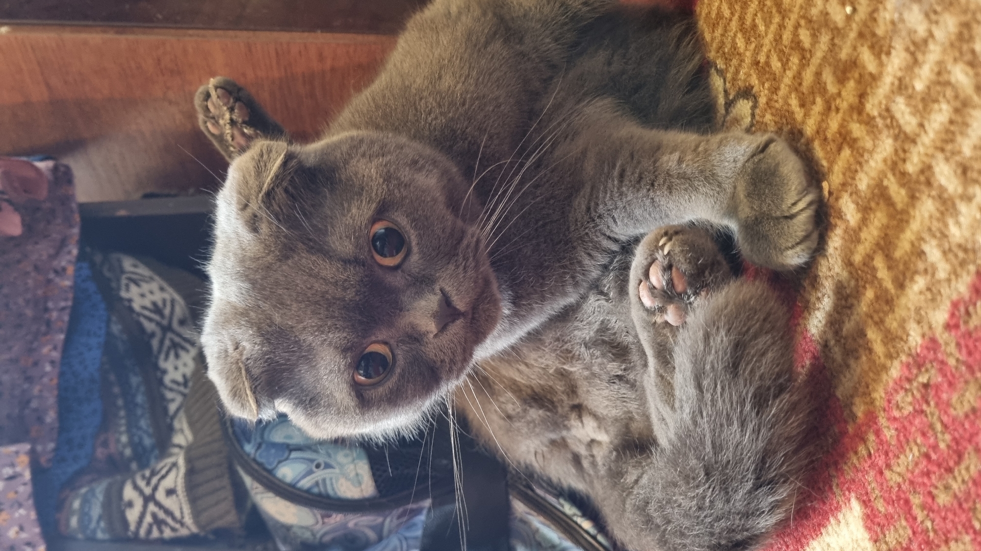 A close-up shot shows a Scottish Fold cat with grey fur and large, round, amber eyes. The cat is sitting on a textured rug with red and tan patterns. Its ears are folded down, characteristic of the breed. One of its front paws is resting on its chest, revealing pink toe beans. The background is blurred, featuring what appears to be fabric with a patterned design, possibly clothing or blankets, and a wooden surface. The lighting is soft, highlighting the cat's features. The image does not contain any information that would indicate its location in Vysokoe, Russia.