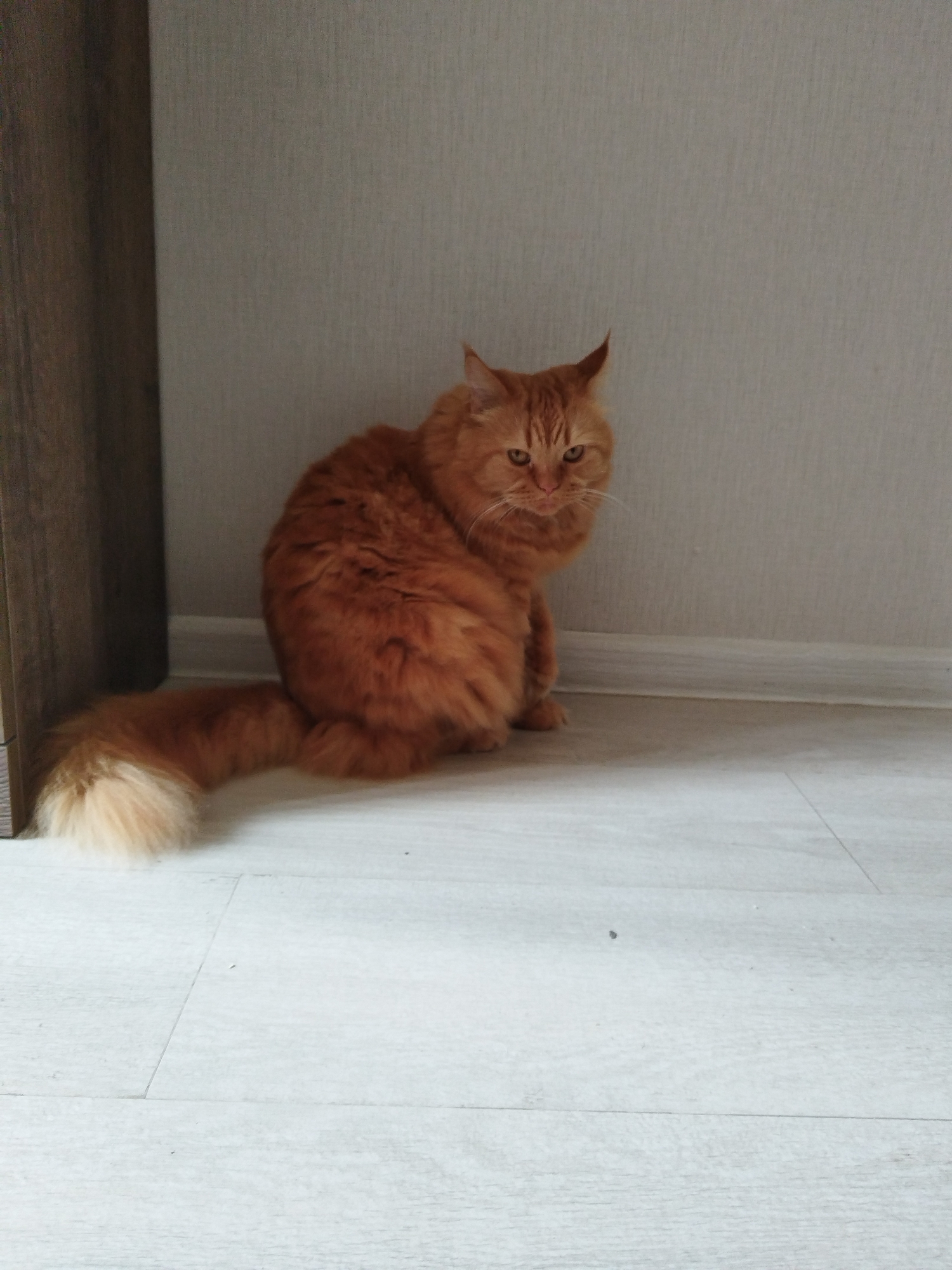 A fluffy ginger cat is sitting on a light-colored wooden floor, next to a light grey wall. The cat is facing to the right, with its body turned towards the camera. Its tail is curled around its body, and its fur is long and thick. The cat has green eyes and prominent whiskers. Behind the cat, there is a dark wooden surface on the left side of the frame, likely part of a piece of furniture. The wall behind the cat appears to be textured and is a neutral, light grey color. The floor is made of light wooden planks, with faint lines indicating the seams between them. The lighting in the scene is soft and diffused, suggesting it might be daytime. The overall atmosphere is calm and domestic. There is no visible text in the image.