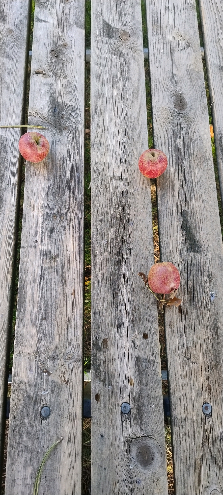 Four apples, two whole and two with slight imperfections, are scattered across a weathered wooden surface composed of parallel planks. The apples are red and appear to be on a picnic table or similar outdoor furniture. The wood displays visible grain, knots, and some signs of wear. In the background, glimpses of green grass and dry foliage suggest an outdoor setting, possibly a park or garden. The lighting indicates it is daytime, with shadows cast across the wooden planks. There is no indication of the specific location within the city of Ishøj, Denmark.
