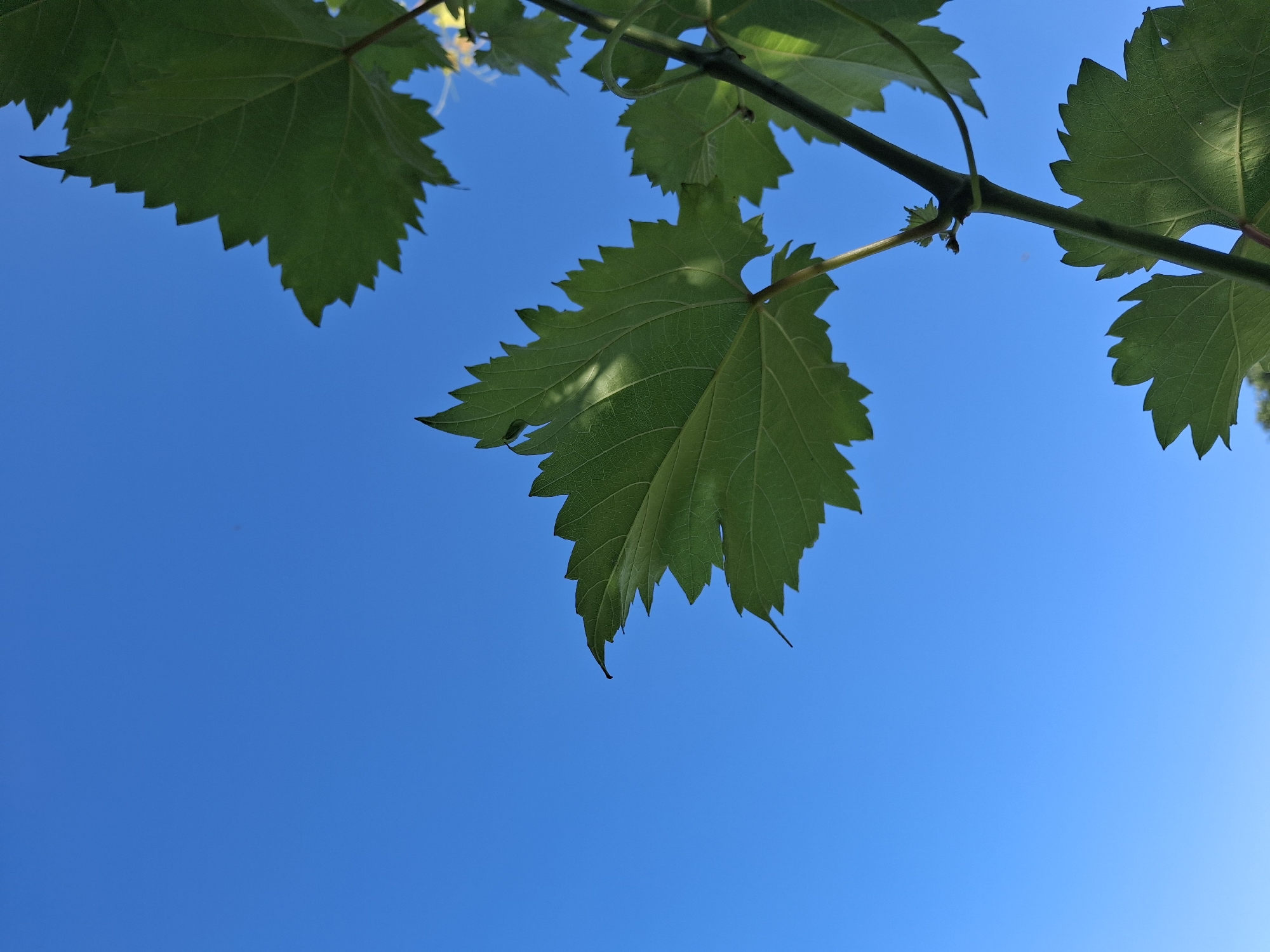 The image is a close-up, low-angle shot of grape leaves against a bright blue sky. The leaves are a vibrant green with serrated edges and visible veins. Sunlight casts shadows on the leaves, highlighting their texture. A dark vine extends diagonally through the frame, with new growth visible at the center. The background is an uninterrupted expanse of clear blue sky. The image appears to be taken outdoors in a natural setting, possibly a vineyard or garden, but the specific location within a city is unknown.