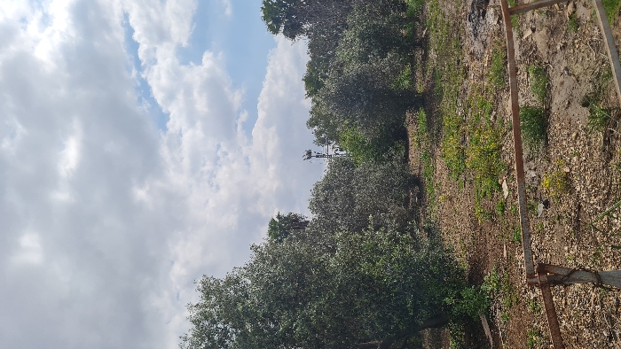 The image displays an outdoor, rural landscape under a partly cloudy sky within the Mate Asher Regional Council, Israel. The foreground reveals a rusted, rudimentary barrier constructed from two horizontal planks or beams, secured to a vertical post on the left. The ground surface is irregular, consisting of dry, light-brown soil mixed with small stones, sparse green grass, and scattered yellow flowering plants. The middle ground is dominated by an array of medium-sized trees with dense green foliage, consistent with an orchard or grove, potentially olive trees. Taller palm trees are visible in the background, protruding above the smaller trees on both the left and right. Centrally located in the background, partially obscured by the tree line, is a tall, slender metal lattice tower, possibly a communication or utility structure, with horizontal crossbeams and what appears to be an avian nest or debris at its peak. No individuals or animals are present.