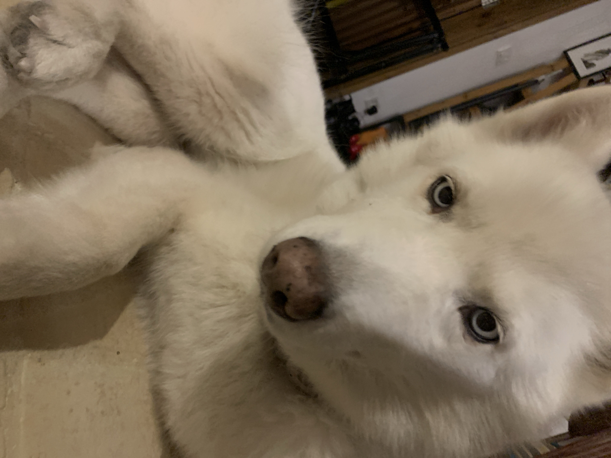 A white husky dog is lying on its back, looking at the camera. The dog has light blue eyes and a pink and brown nose. The background is blurry, but appears to be a room with a wooden shelf and a white object. There is no indication of Tel-Aviv, Israel in the image.