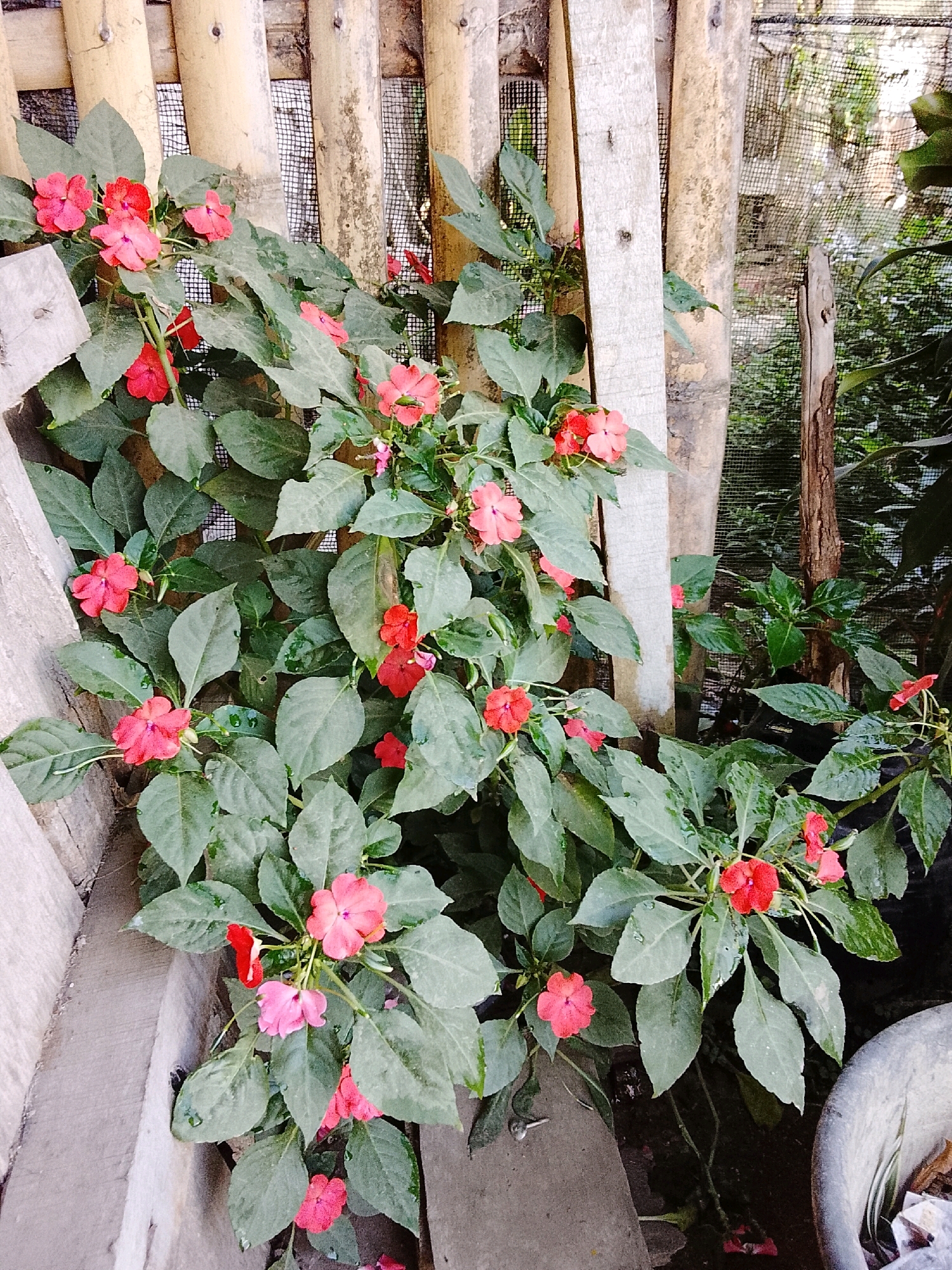In Liwa, Indonesia, a cluster of bright pink and red impatiens flowers with lush green leaves grows against a backdrop of weathered bamboo poles and a coarse mesh screen. A rustic wooden plank is positioned to the left, partially obscuring the bamboo. The lower portion of the image reveals a gray concrete pot, some dark soil, and scattered fallen petals. The scene appears to be an outdoor garden setting.