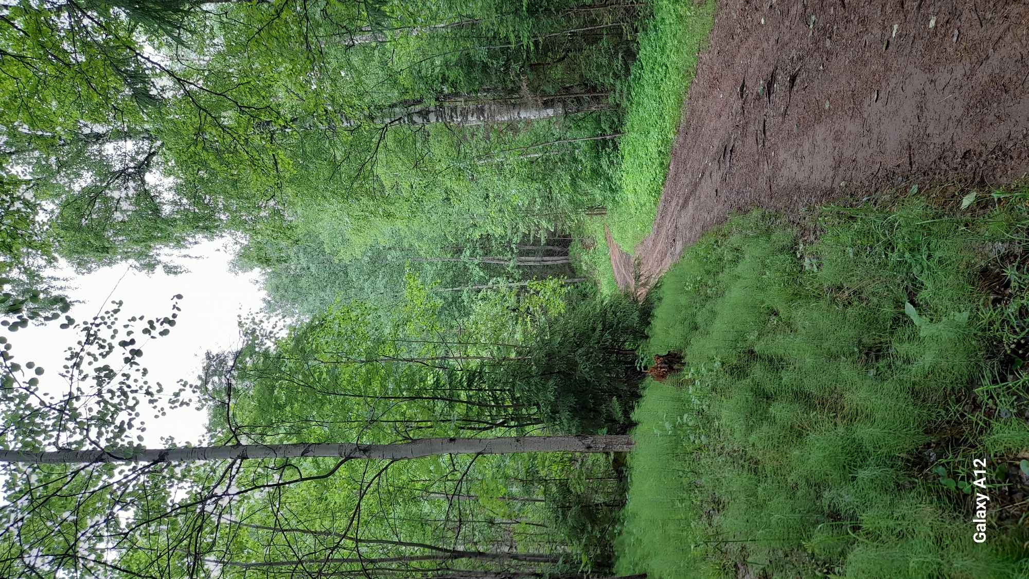 The image presents a serene view of a winding dirt path cutting through a dense forest, likely in Марковский, Russia. The path, which appears muddy and well-trodden, enters from the bottom-right foreground and curves gently towards the upper-left background, disappearing deeper into the woods.
The forest is characterized by abundant, vibrant green foliage. Numerous trees, including several with distinctive white birch bark, line both sides of the path, forming a thick canopy overhead. The ground is covered with rich undergrowth; a prominent patch of delicate, fern-like or horsetail plants occupies the foreground on the right.
A bright, overcast sky is visible through the tree canopy, suggesting a daytime setting with soft, diffused light, possibly after recent rainfall, given the damp appearance of the path. No people or animals are visible, contributing to a sense of peaceful solitude and natural beauty. The overall mood is quiet and secluded. In the bottom-right corner of the original image, faintly visible against the green plants, is the text "Galaxy A12."