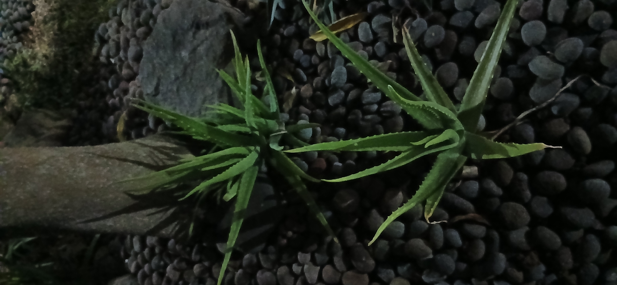 The image captures a nighttime scene in Kademangan Kulon, Indonesia, featuring two aloe vera plants thriving amongst a bed of dark, smooth river stones. The plants, with their characteristic fleshy, serrated leaves, are illuminated by an unseen light source, casting soft shadows on the surrounding stones. In the background, the textured trunk of a tree is visible, also partially lit, contributing to the tranquil, natural ambiance of the garden. The composition is dominated by the contrasting textures of the smooth stones and the spiky leaves of the aloe vera.