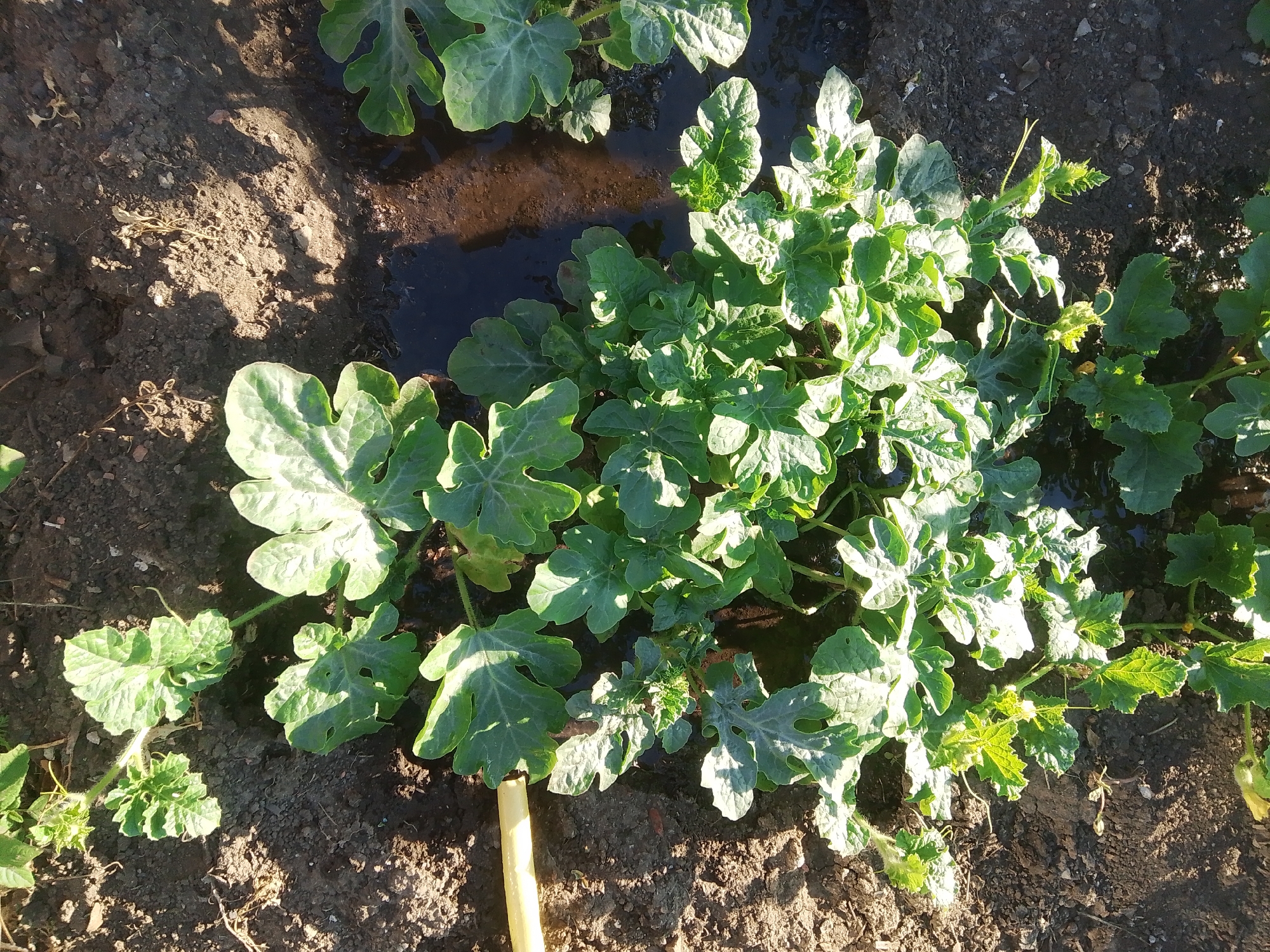 A close-up overhead shot captures a patch of vibrant green watermelon plants growing in dark, moist soil. The leaves of the plants are broad and lobed, with some showing a lighter, dusty green hue from natural growth. A thin stream of water runs through the soil between the plants, indicating recent irrigation or rainfall. The overall scene is one of healthy plant growth in an agricultural setting, possibly a garden or field. The image is taken from a high angle, focusing on the vegetation and soil. The lighting suggests it is daytime, with sunlight casting shadows on the ground. There are no people or animals visible in the image.