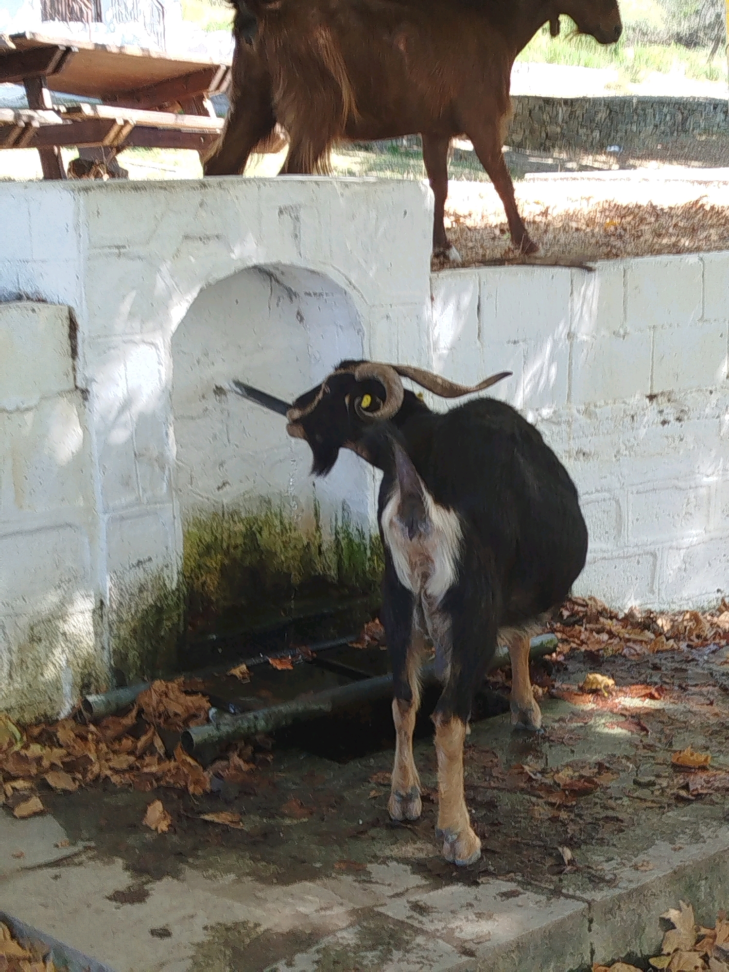 A black and white goat is drinking water from a fountain in Sithonia Municipal Unit, Greece. The goat has large horns and a yellow tag in its left ear. It is standing on a concrete surface covered with fallen leaves. In the background, a brown goat is visible standing on a raised platform behind a white brick wall. The environment appears to be outdoors, possibly in a park or rural area.
