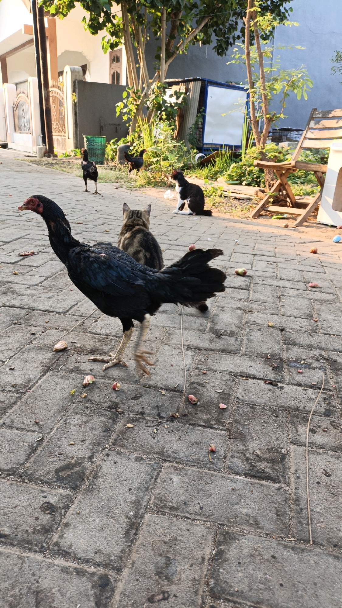 The image captures an outdoor scene in Cikal, Indonesia. A black rooster is prominently featured in the foreground, walking on a paved walkway. Behind the rooster, two cats are visible. One is a tabby cat facing away from the camera, and a black and white cat is sitting to the right, facing left. In the background, there are several trees, some foliage, and parts of a building. A wooden chair is positioned on the right side of the frame. Scattered on the ground are small, reddish-pink objects, possibly fruit or flower petals. The lighting suggests it is daytime, with sunlight casting shadows.