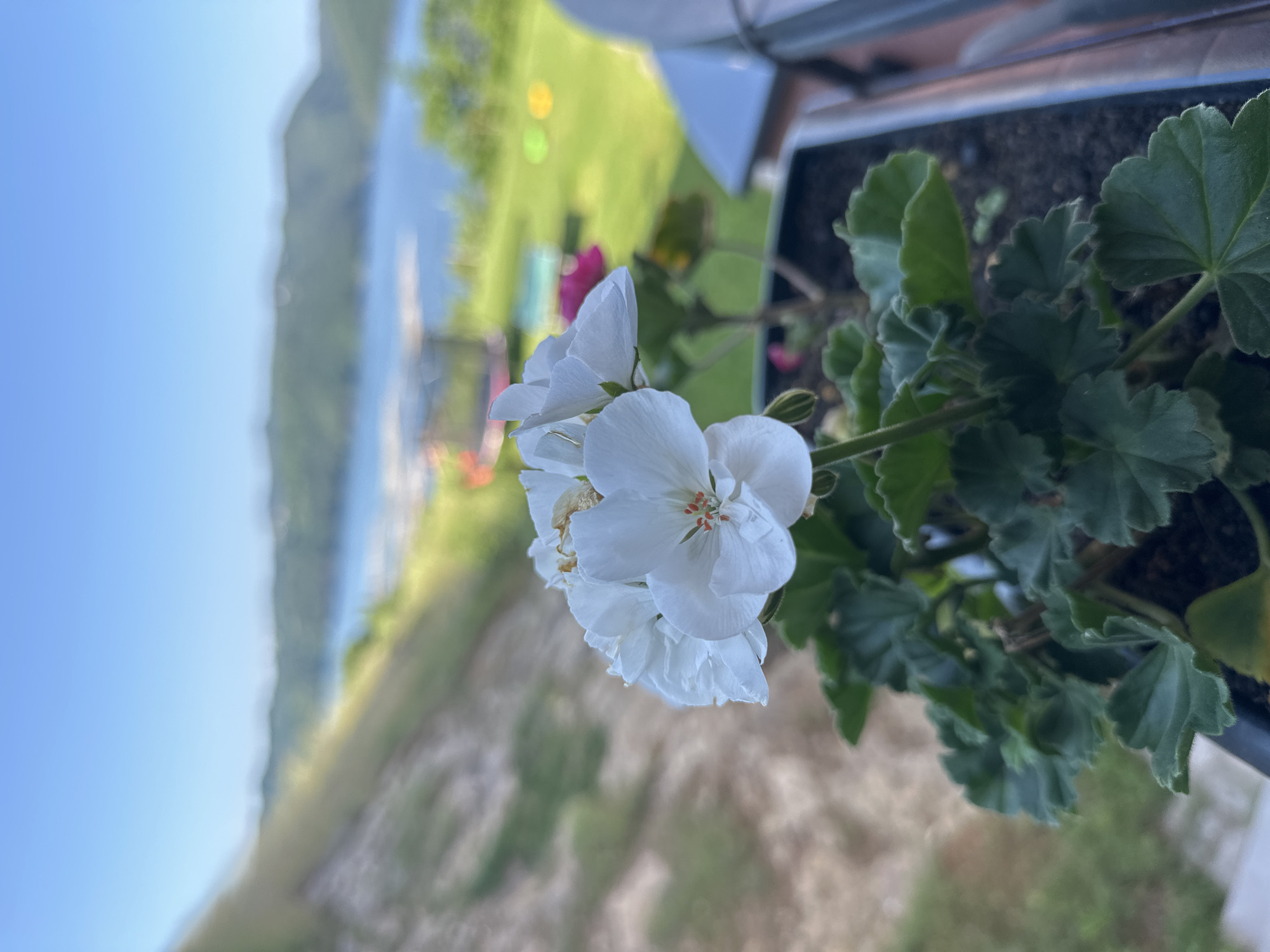 A close-up shot focuses on a cluster of white geranium flowers in a pot, with a blurred background of a landscape. The flowers are vibrant white with delicate red stamens visible in the center of one bloom. Dark green, lobed leaves surround the flowers. The pot appears to be on a balcony or ledge. In the background, a body of water, possibly a lake, is visible, surrounded by rolling green hills and a clear blue sky. The overall impression is of a peaceful outdoor setting.