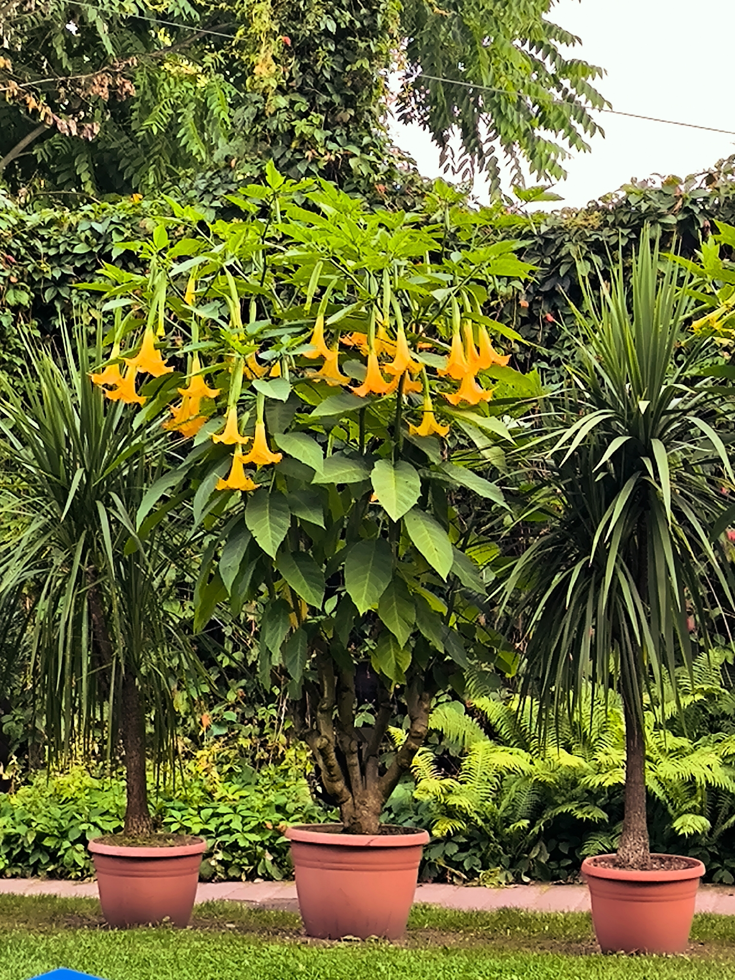 A medium shot captures an outdoor garden scene with lush green foliage and bright orange trumpet-shaped flowers. The flowers are hanging downwards from a central plant with thick, woody stems. To the left and right of this central plant are two potted palm-like trees with spiky, dark green leaves. All three plants are in large, reddish-brown terracotta pots. The background consists of dense green bushes and trees, with a hint of an overcast sky. The ground in the foreground is covered in neatly cut green grass, with a paved walkway visible behind the pots. The scene suggests a well-maintained garden, possibly in a private residence or a public botanical garden. The image has a vibrant and naturalistic feel, with the colors of the flowers and plants being the primary focus. There are no people or animals visible in the image. The overall impression is one of tranquility and natural beauty.