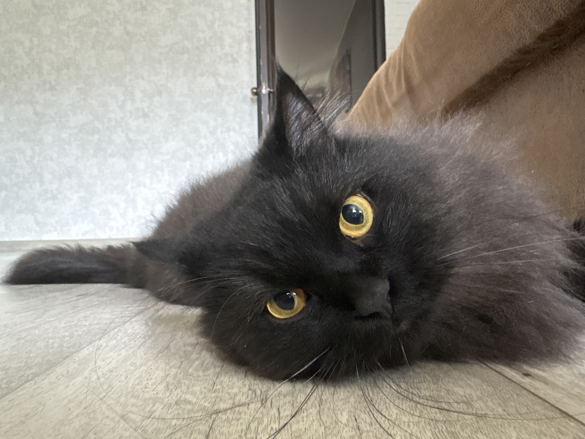 A fluffy black cat with large yellow eyes is lying on a light-colored wooden floor. The cat is positioned on its side, with its head resting on the floor and its body extended to the left. Its tail is also visible to the left. The background is blurred, but appears to include a textured wall and a doorway. A brown upholstered object, possibly a piece of furniture, is visible in the upper right portion of the image. There are no people in the image. The scene appears to be indoors, likely in a residential setting in Krasnokamsk, Russia.