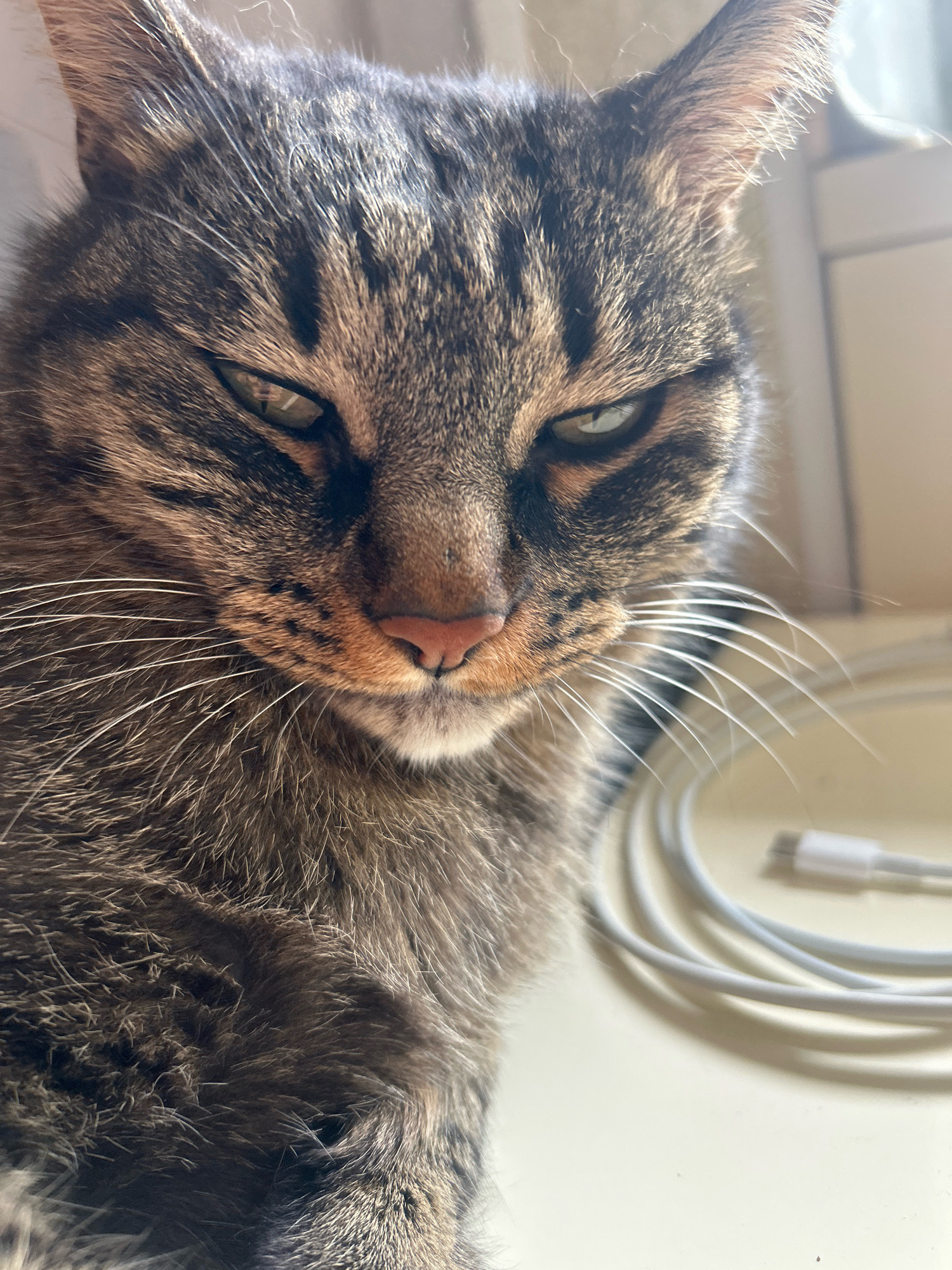 A close-up, low-angle shot shows a tabby cat with green eyes and a pink nose. The cat's fur is a mix of brown, black, and grey. Its ears are pointed, and its whiskers are long and white. The cat is looking directly at the camera with a slightly grumpy expression. The background is blurred and out of focus, but appears to be an indoor setting with a white surface and some coiled white cables. The image does not provide information about the cat's location in Khyrdalan, Azerbaijan, or any actions or interactions.