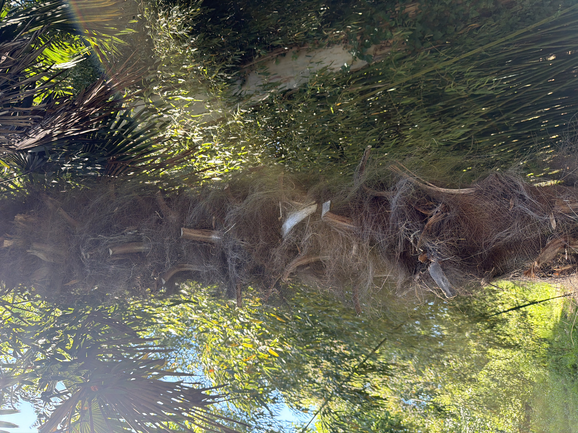 The image shows a close-up, low-angle view of a palm tree trunk. The trunk is covered in fibrous, brown material, with several cut stumps protruding from it. Behind the palm tree, there is dense green foliage, possibly bamboo or another type of tall grass, and some sunlit leaves from other trees. The sky is visible in the upper left corner, appearing blue. Sunlight streams through the leaves, creating a dappled effect and lens flare on the right side of the image. There are no people or animals visible in the frame. The scene is set outdoors in a natural environment. The location is specified as the city of Sirius, Russia.