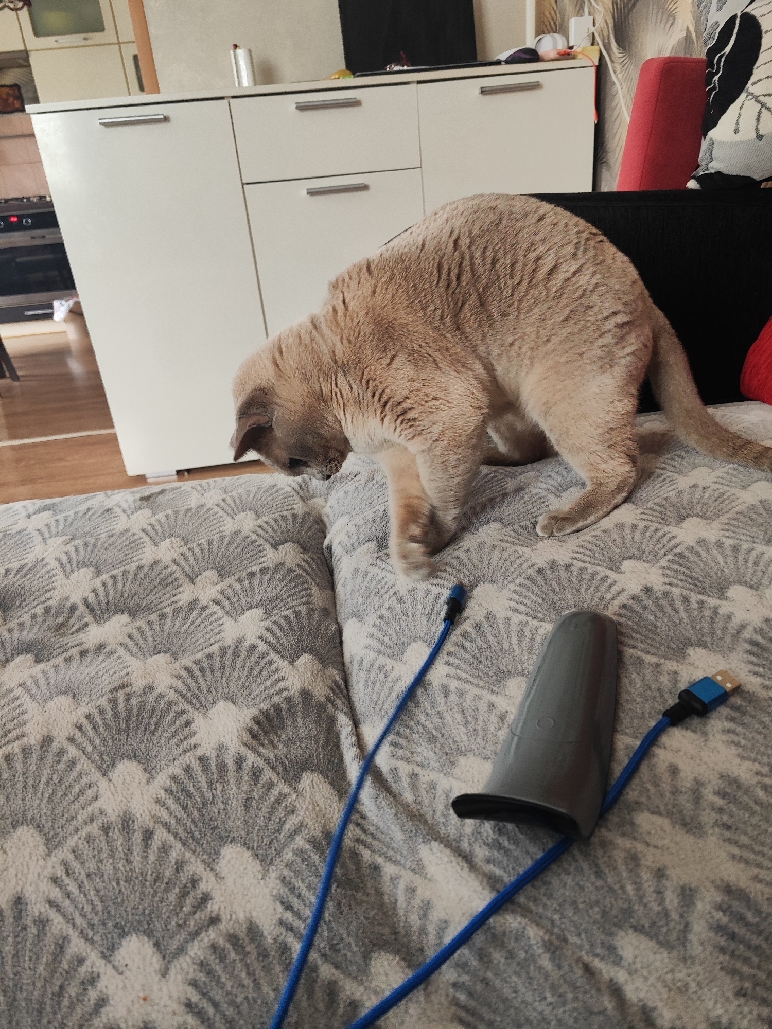 A light brown cat is on a couch, looking down at a gray object with blue cables. The cat is in the middle of the frame, facing left. The couch has a white and gray patterned throw. In the background, there is a white cabinet and a piece of furniture with a red chair. The scene appears to be an indoor living space. There is no indication of the location being Gvardeysk, Russia.
