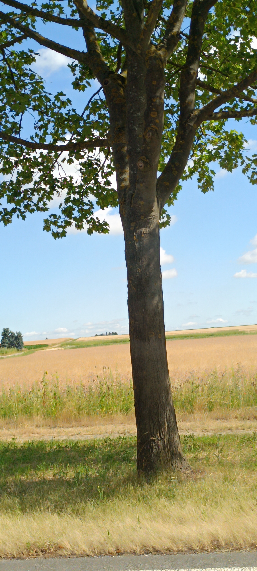 A medium shot captures a tree in the foreground, its trunk angled slightly to the right. The tree has sparse green leaves and branches spread across the top half of the frame. Behind the tree, a golden field stretches into the distance, with a thin line of green vegetation separating it from a lighter green field in the mid-ground. A faint line of trees is visible on the horizon. The sky above is a bright blue with scattered white clouds. The image appears to be a landscape photograph taken in a rural or semi-rural setting.