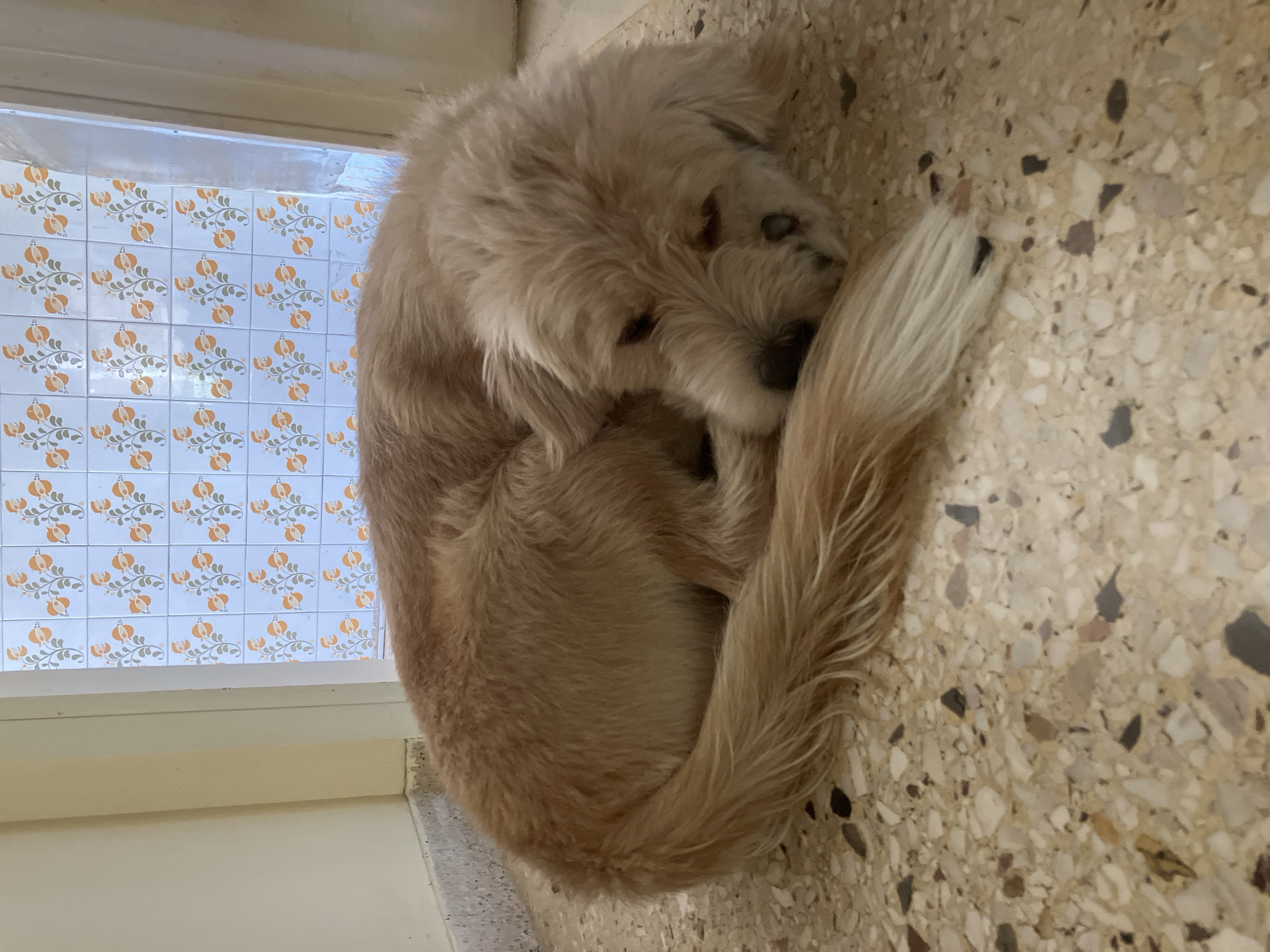 The image depicts a light-colored, fluffy dog curled up on a terrazzo floor. The dog appears to be resting, with its head tucked towards its body. Behind the dog, a wall is visible, decorated with a pattern of light blue tiles featuring orange floral designs. To the right of the tiled wall, a translucent curtain or door is present. The overall environment suggests an indoor setting. There are no people visible in the image. The scene is located in Paleo Faliro, Greece.