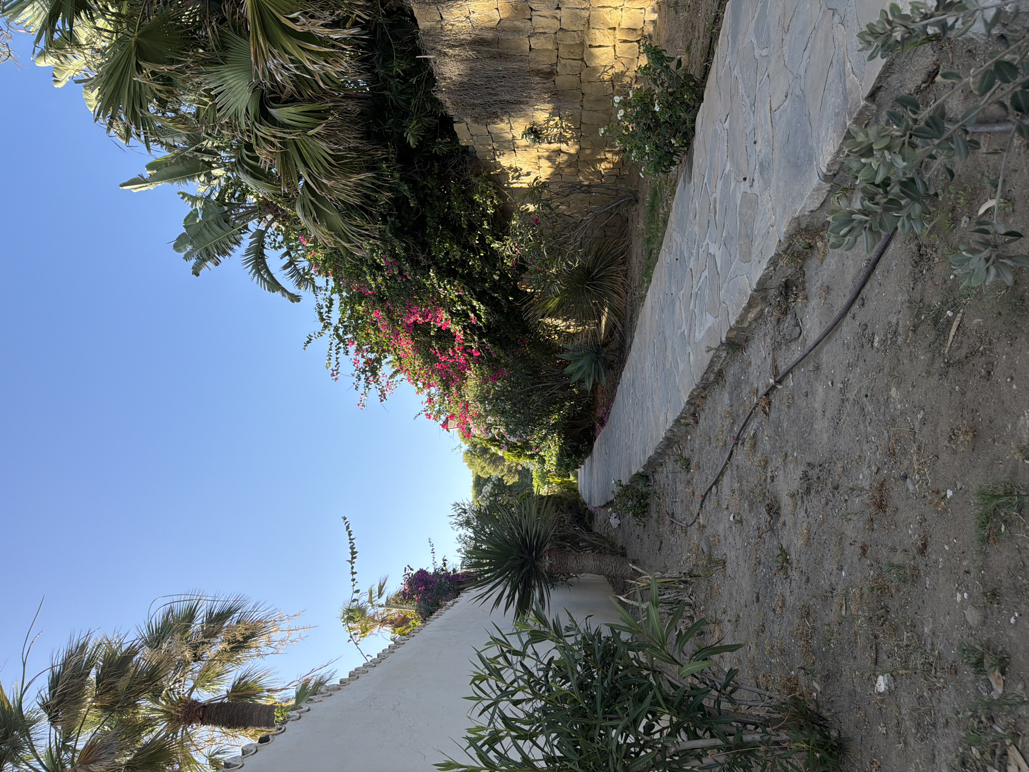 The image depicts a pathway in a garden or courtyard, likely in Saladillo-Benamara, Spain. A flagstone path, laid with irregularly shaped stones, curves into the distance. To the left, a white stucco wall runs alongside the path, topped with decorative scalloped edging. Various plants, including palm trees, dense green shrubs, and a yucca-like plant with spiky leaves, are visible. To the right of the path, a dry-stone wall constructed of large, rough-hewn beige stones forms a barrier. Lush vegetation, including bright pink bougainvillea and palm fronds, spills over the top of the stone wall and borders the path. The ground is covered in dirt and small stones, with some scattered dry leaves and twigs. A dark hose or irrigation line runs along the edge of the dirt area next to the path. The sky is clear and blue. The lighting suggests it is either early morning or late afternoon, with the sun casting long shadows. There are no people or animals present in the scene.