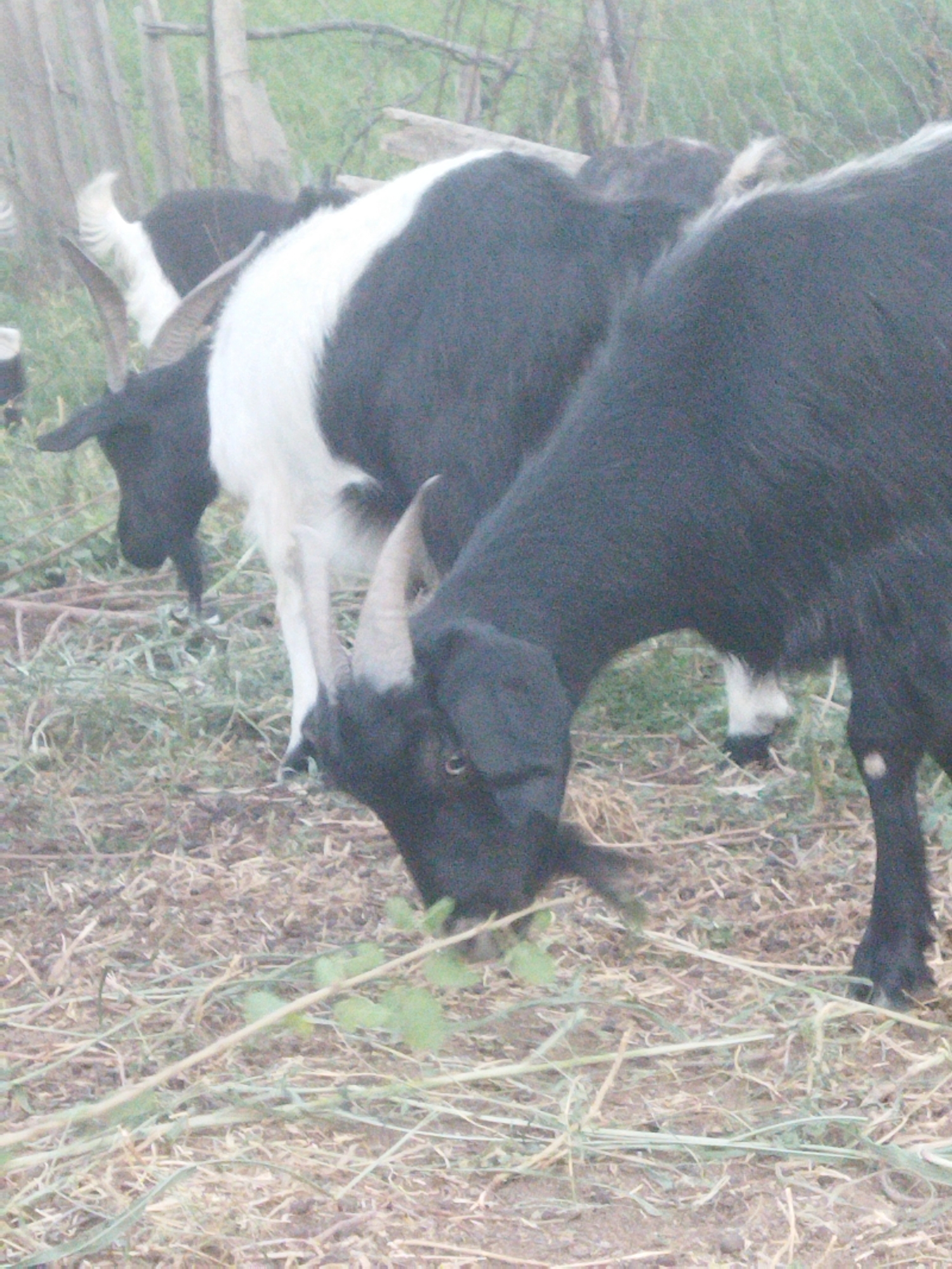 In Mailuu-Suu City, Kyrgyzstan, a group of goats are seen in an outdoor environment. Two goats are partially visible in the foreground, one black and the other a black and white mix. The black goat in the foreground is facing towards the right, with its head down. The black and white goat is positioned behind and slightly to the left of the black goat, with its head also down. In the background, a fence made of wooden posts and wire mesh encloses a grassy area. The ground is covered with dry grass and some scattered leaves. The lighting suggests it is daytime.