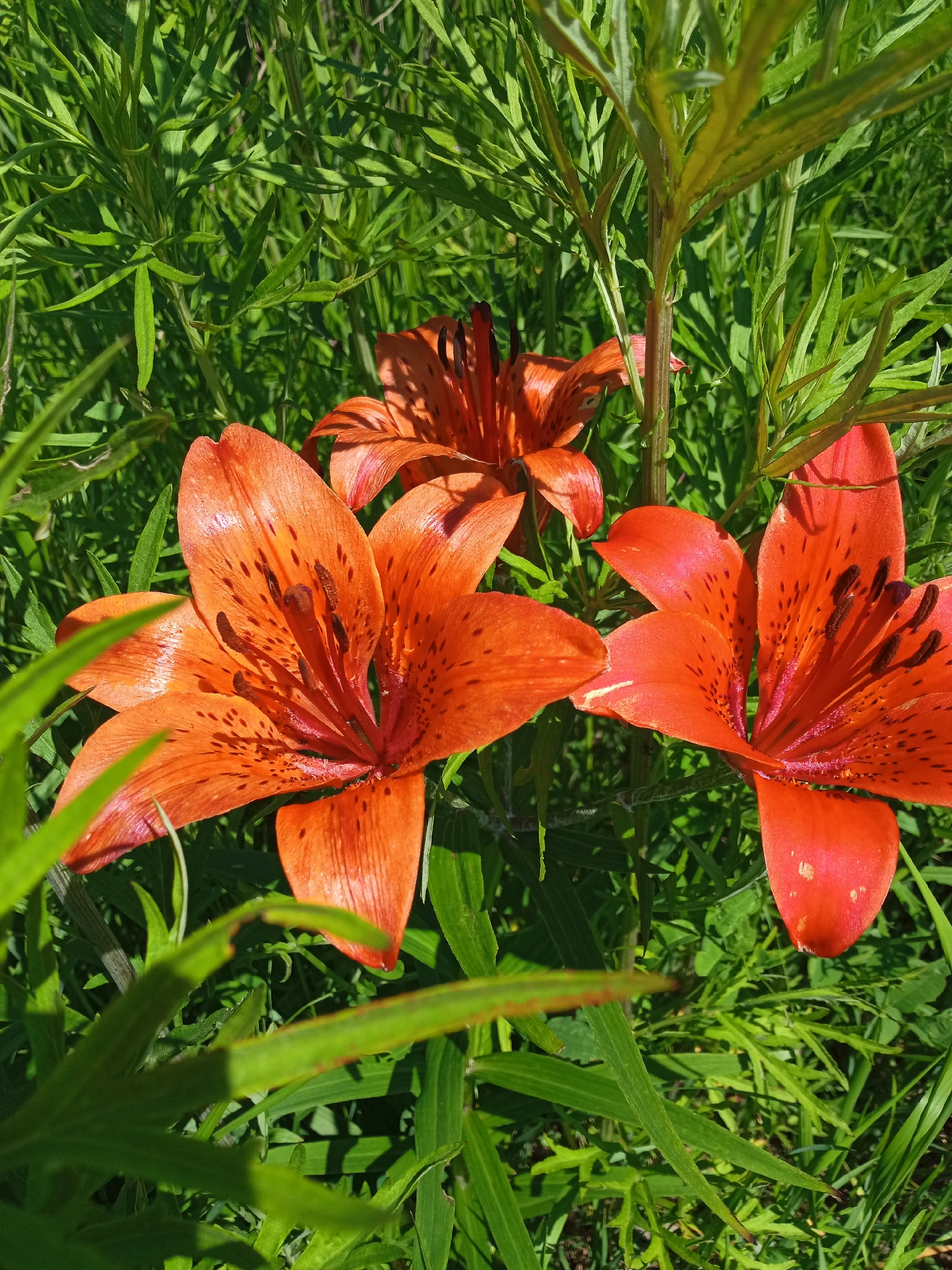 In Nakhodka, Russia, a close-up, vertical shot captures vibrant orange lilies blooming amidst lush green foliage. The foreground features two prominent lily blossoms, their petals speckled with dark spots, showcasing intricate details of their stamens and pistils. Behind them, a third lily is visible, partially obscured, with its petals also displaying the characteristic orange hue. The background consists of dense green leaves and stems, suggesting a natural, possibly wild, setting. The sunlight highlights the textures and colors of the flowers and vegetation.