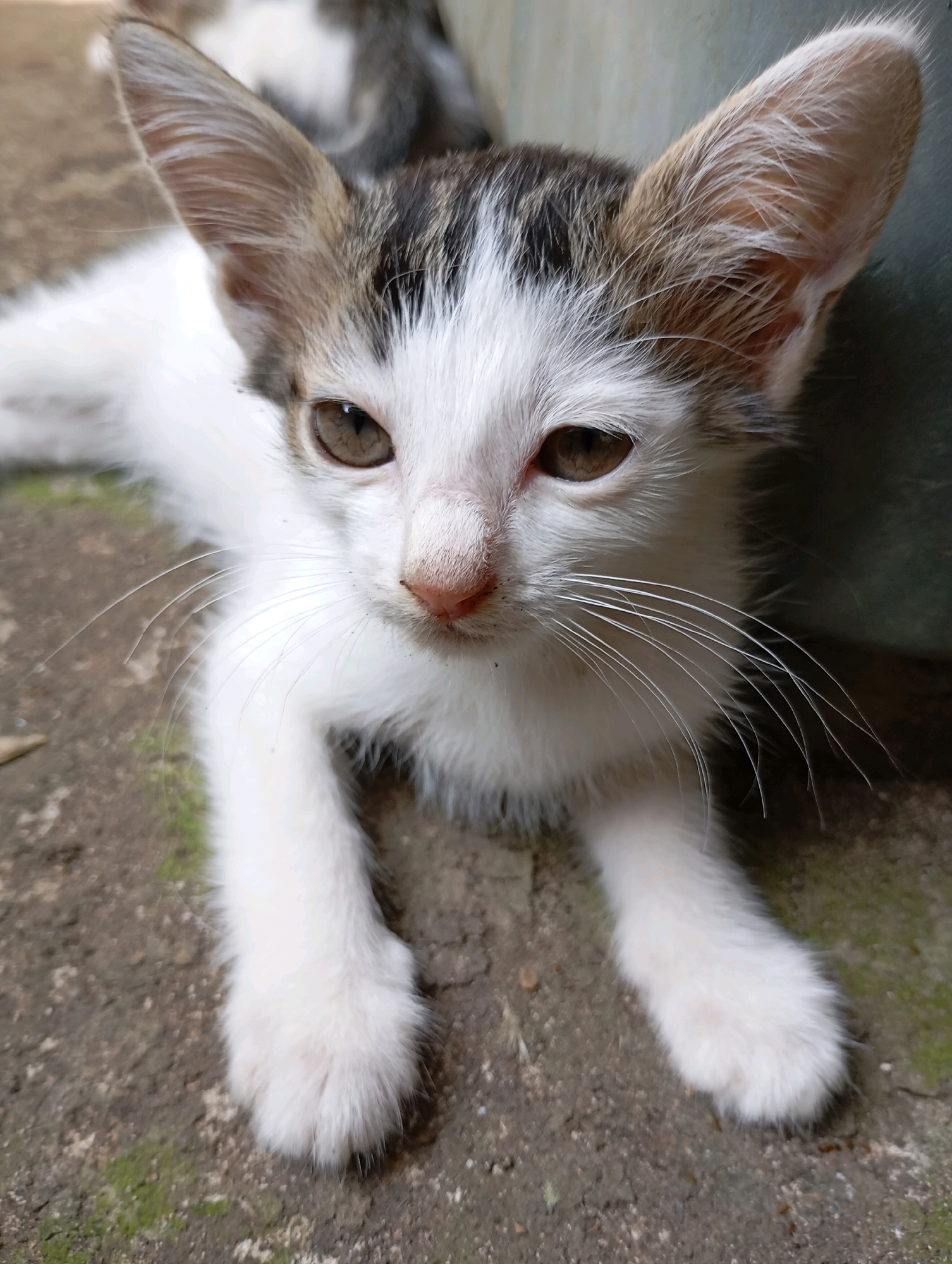 An outdoor, eye-level, medium shot captures a kitten lying on a concrete surface, possibly a sidewalk or patio, in Balikpapan, Indonesia. The kitten, a mix of white and tabby markings, is positioned centrally and facing the camera. Its large, pointed ears are perked up, and its brown eyes are looking directly forward. The kitten's white fur is prominent on its chest and paws, while its back displays tabby stripes. The concrete ground beneath the kitten shows patches of green moss. In the background, a blurry, dark object, possibly a wall or a container, is visible. The lighting suggests it is daytime.