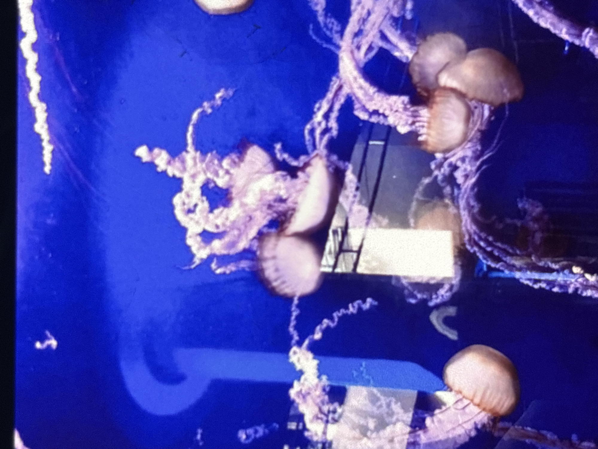 The image shows a group of jellyfish swimming in a blue, dimly lit aquarium. The jellyfish are translucent with pinkish-orange bodies and long, trailing tentacles. Some are clustered together, while others drift individually. The background is a dark blue, with some blurry shapes that suggest the structure of the aquarium or other exhibits. There is no indication of the city of Orihuela, Spain, in the image.