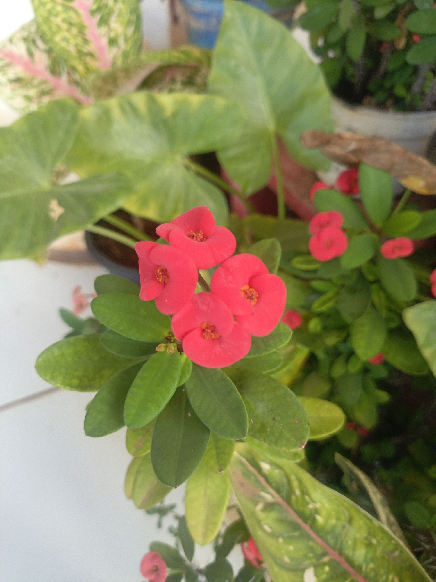 A close-up, eye-level, outdoor, slightly angled, full shot focuses on a cluster of vibrant red flowers, likely from a Crown of Thorns plant, set against a backdrop of lush green foliage and a white tiled surface. The flowers, with their delicate petals and prominent yellow stamen, are in various stages of bloom. Several green leaves, some with subtle yellowing, surround the flowers. In the blurred background, other potted plants with broad green leaves and a few more red blossoms are visible. The scene appears to be part of a garden or a balcony in a residential area, possibly in the city of Balaweling I, Indonesia. The overall impression is one of a well-maintained collection of plants.
