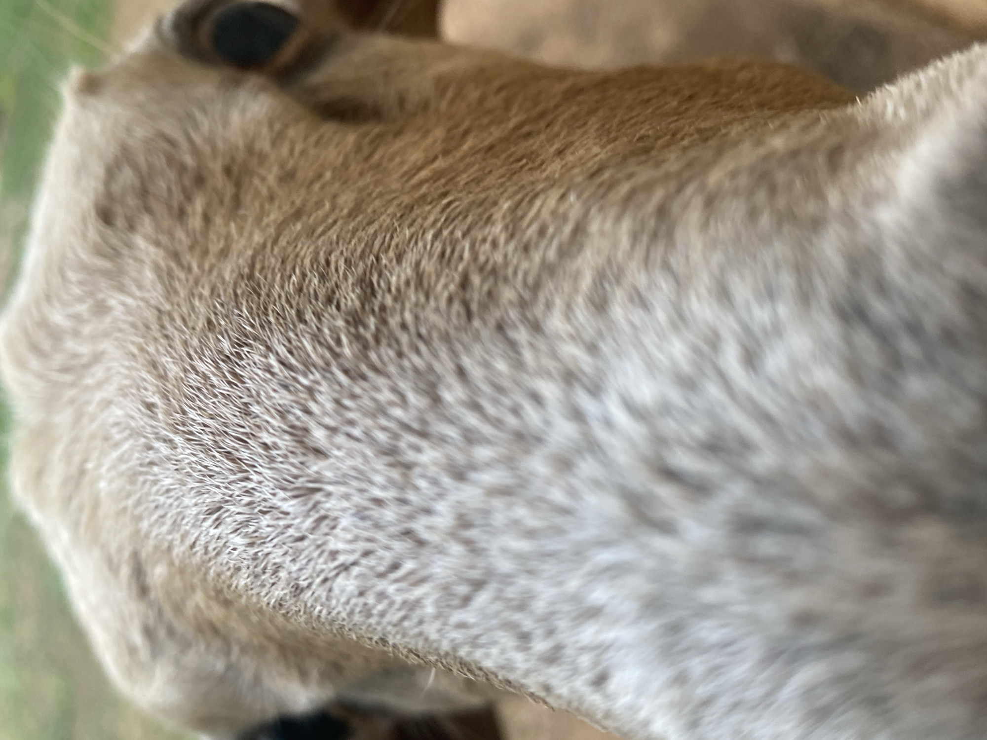 The image is a close-up, low-angle shot of a tan and white dog's head from behind, focusing on the fur and the back of its head and ears. The fur appears short and slightly coarse. The background is blurred, suggesting an outdoor setting with some greenery and a wooden surface. The lighting is natural, and the image quality is decent, though there is some shallow depth of field that blurs the edges of the dog's head. There are no people, and no identifiable landmarks of Tinaquillo, Venezuela are visible.
