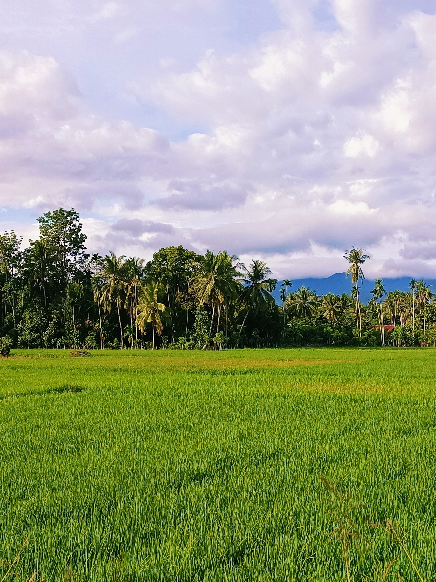 The image depicts a lush, vibrant green rice paddy field in the foreground, stretching towards a dense line of trees and palm trees that form the middle ground. Behind the trees, a range of hazy blue mountains is visible against a backdrop of a pale sky filled with soft, white and lavender clouds. The scene is characteristic of the rural landscape found in Kampung Jumpa, Indonesia, where agriculture, particularly rice cultivation, is prevalent, surrounded by abundant tropical vegetation and mountainous terrain. No people or animals are present in the frame.