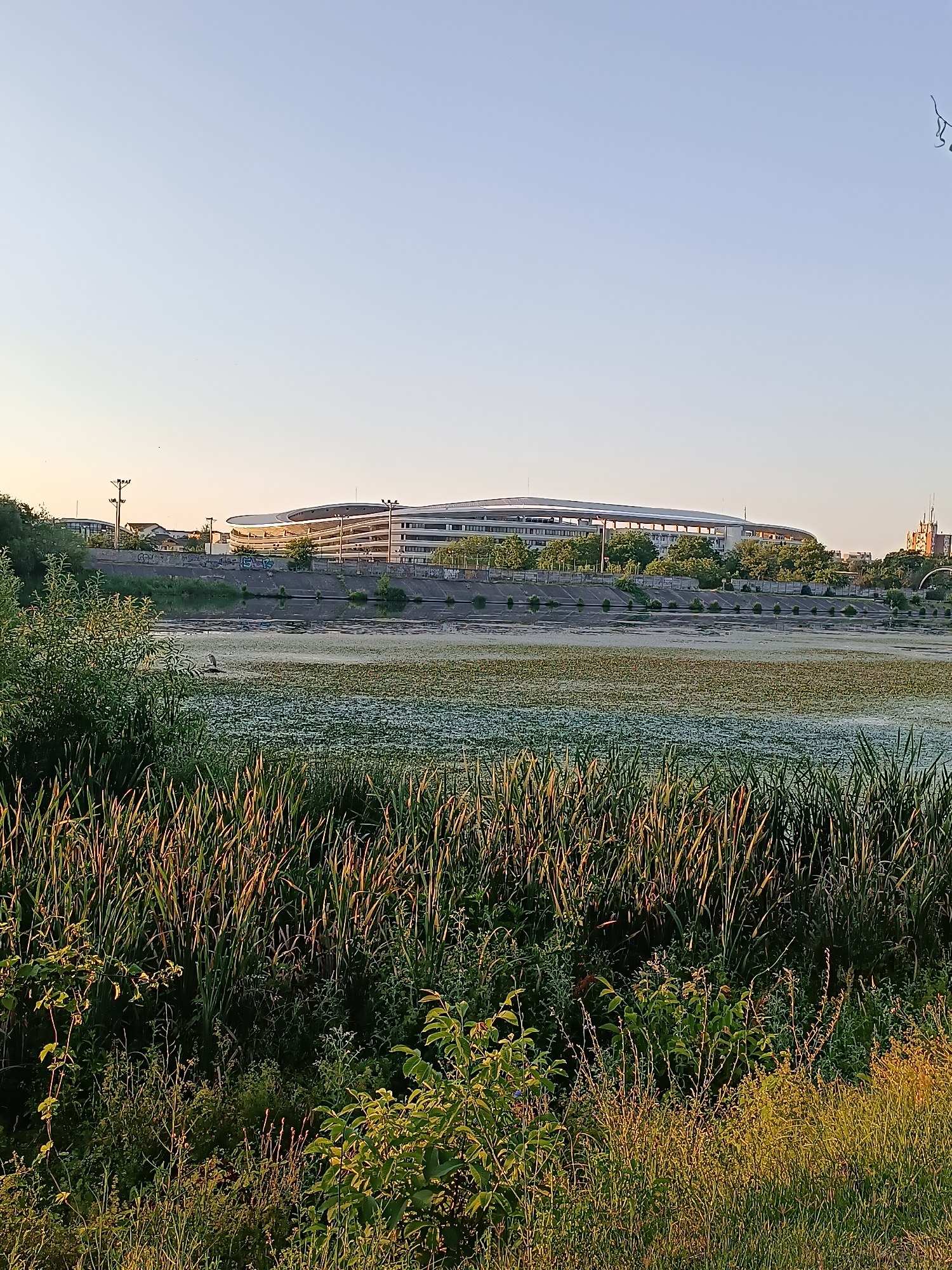 The image shows a waterfront scene in Târgu Jiu, Romania, with a large, modern building in the background. In the foreground, tall grass and reeds line the bank of a river or canal, which is partially covered with aquatic vegetation. A single bird, appearing to be a heron, stands on a submerged object in the water. The riverbank is lined with a concrete retaining wall, and beyond that, there are trees and the modern building. The building is a multi-story structure with a curved, reflective facade, possibly a stadium or large office complex. The sky is clear and pale blue, suggesting it is either early morning or late afternoon, with a warm glow indicating sunset or sunrise. The overall impression is one of urban development encroaching on a natural waterway.