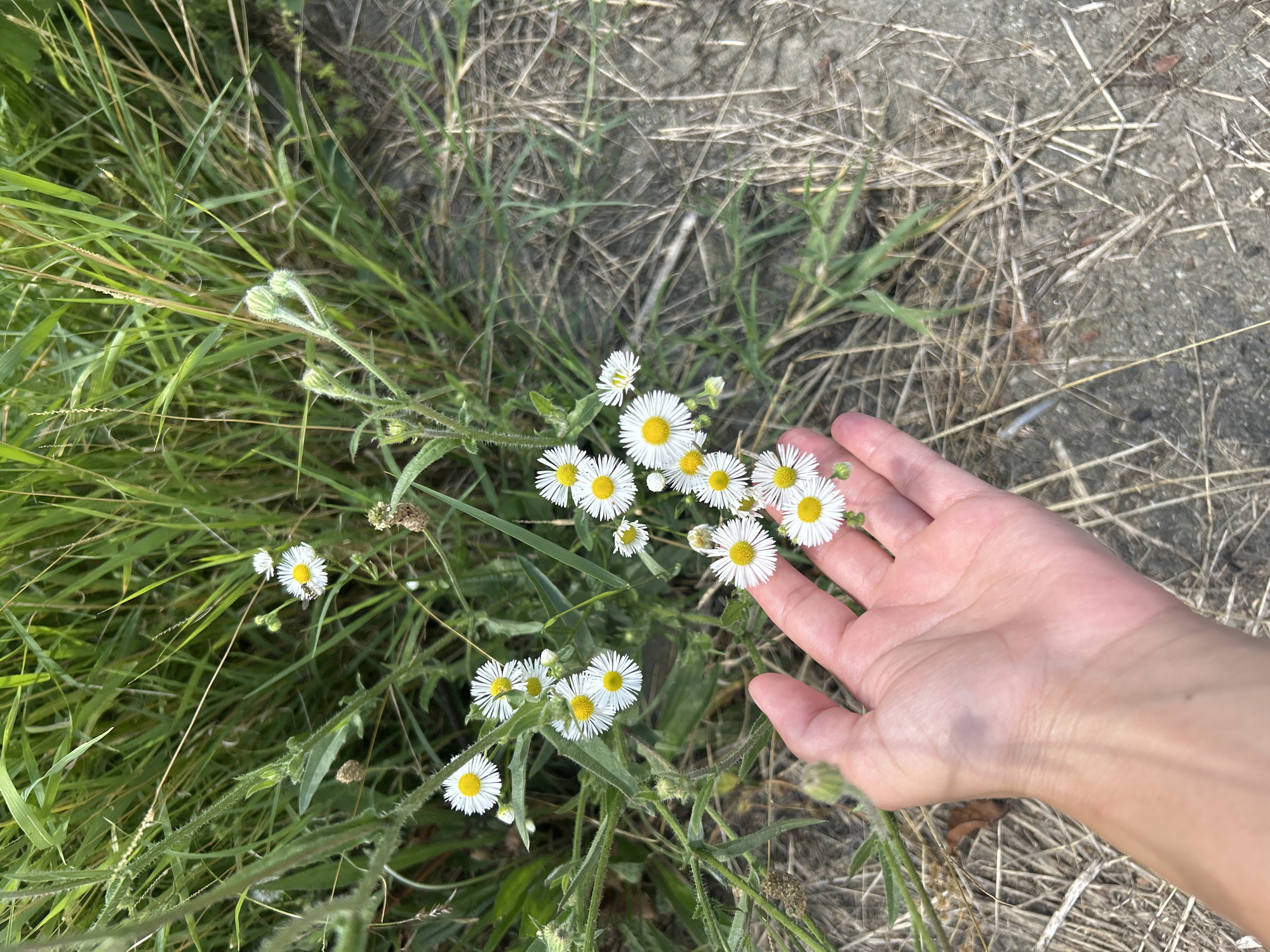 A hand with visible veins and a bruise is held near a cluster of small white daisies with yellow centers, growing in dry grass and green weeds. The background consists of more green grass and dry vegetation. The scene appears to be outdoors in a natural, uncultivated area.