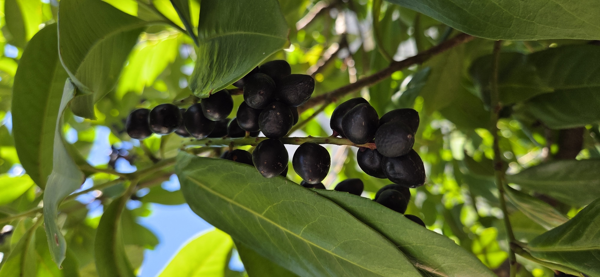 A close-up, low-angle, vertical shot captures a cluster of dark, ripe berries hanging from a branch, surrounded by lush green leaves. The berries are small, oval-shaped, and appear to be smooth. They are clustered together on thin stems, creating a visual density against the vibrant foliage. The leaves are a deep green with visible veins and have a slightly waxy sheen. The background is a soft blur of greens and blues, with hints of sunlight filtering through the leaves, suggesting an outdoor setting in a natural environment. The image quality is sharp, focusing on the berries and their immediate surroundings. No people, animals, or man-made objects are visible in the frame. The scene evokes a sense of natural abundance and the visual appeal of ripening fruit. The context of Kehl, Germany, does not provide specific identifying features within the image itself; it is understood as the general location where this photograph was taken.