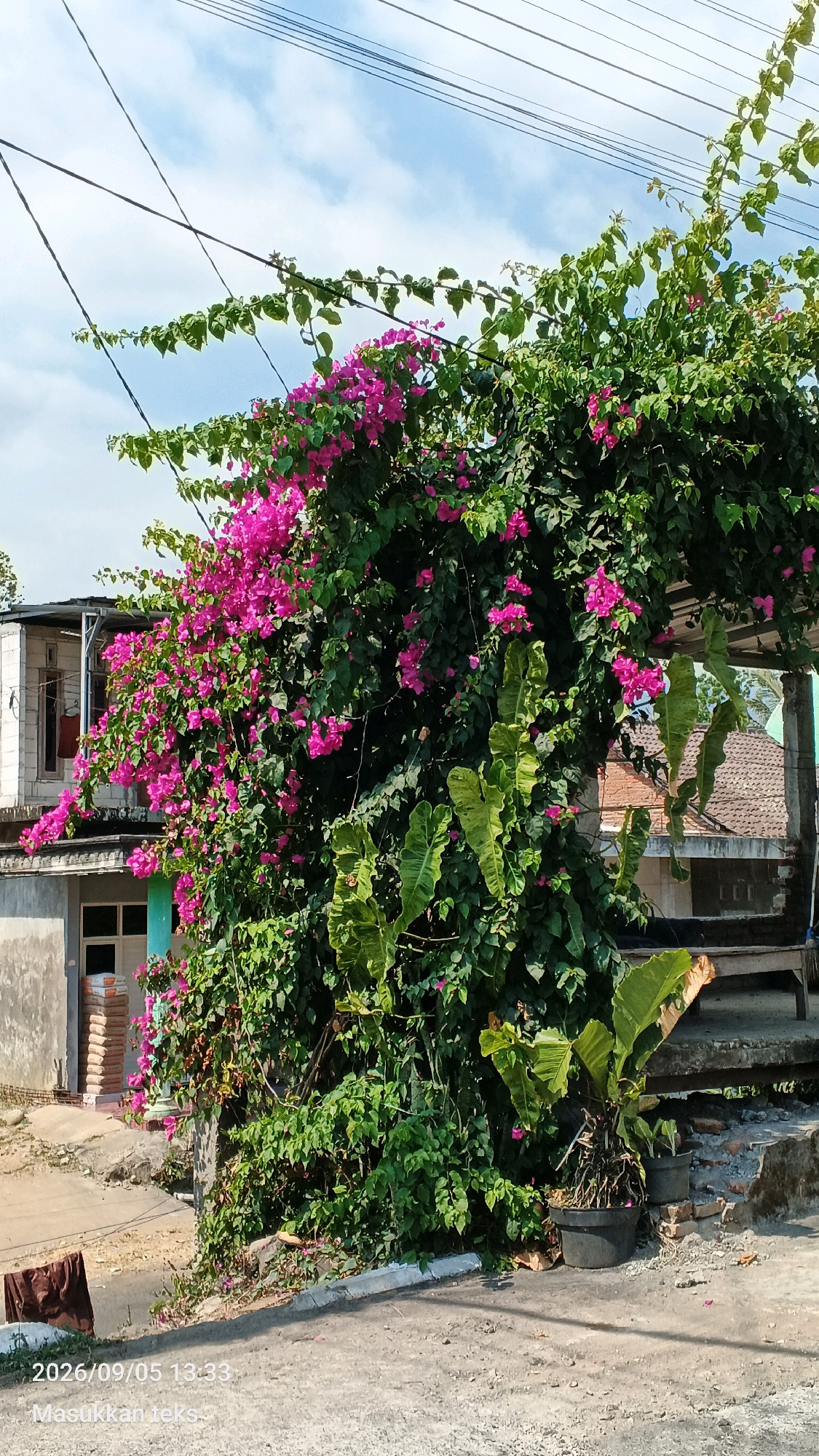 In Jeru, Indonesia, a vibrant bougainvillea plant with bright pink flowers cascades over a concrete structure and stairs. The plant's dense green foliage and abundant pink blooms create a striking contrast against the backdrop of a bright blue sky with scattered white clouds. To the left, a light-colored building with a corrugated metal roof and windows is visible, with a section of its exterior appearing to be made of brick. A small, dark-colored pot with a young plant is situated on the stairs, and larger potted plants with broad leaves are placed near the base of the bougainvillea. Power lines stretch across the upper portion of the image. The foreground consists of a rough, paved surface, likely a road or pathway, with scattered debris. A piece of brown fabric is draped over a low wall in the lower left corner. The timestamp "2026/09/05 13:33" and the text "Masukkan teks" are superimposed on the image in the lower left corner.