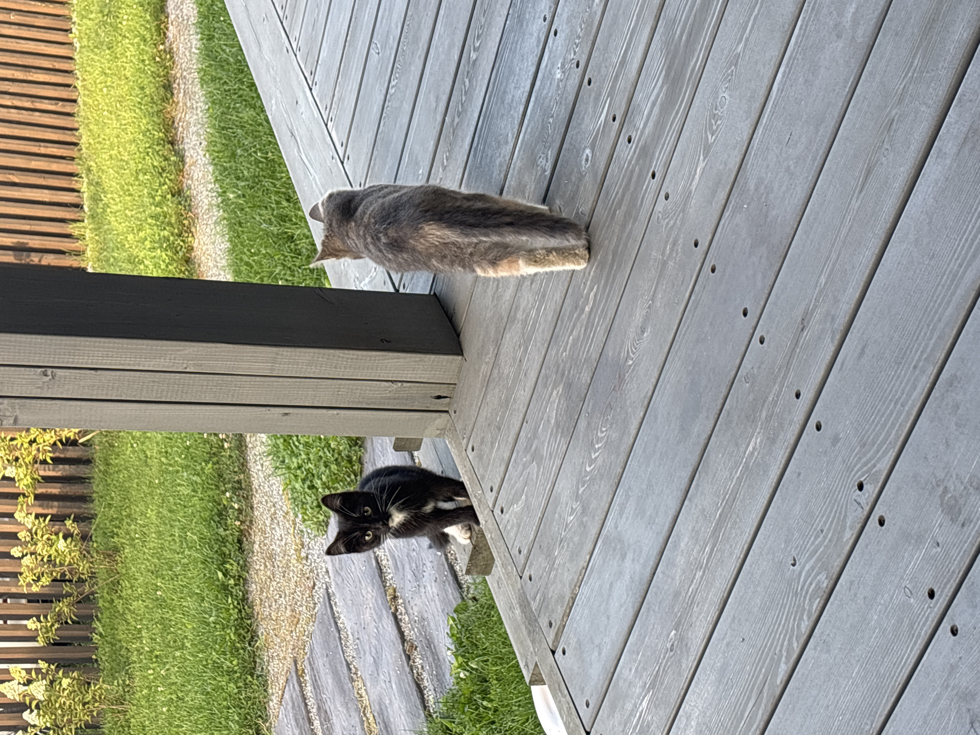 In Zvenigorod, Russia, two cats are on a wooden deck. One cat, predominantly black with white markings on its chest and paws, is sitting on the edge of the deck, facing the camera. The other cat, a calico or tabby with a mix of gray, brown, and orange fur, is standing on the deck, facing away from the camera and walking towards the right side of the frame. The deck is made of weathered gray wooden planks. Behind the cats, a grassy area with a gravel path is visible, bordered by a wooden fence and some bushes with white flowers. A dark gray wooden post is located between the two cats. The lighting suggests it is daytime, possibly late afternoon or early evening, with sunlight illuminating the scene.