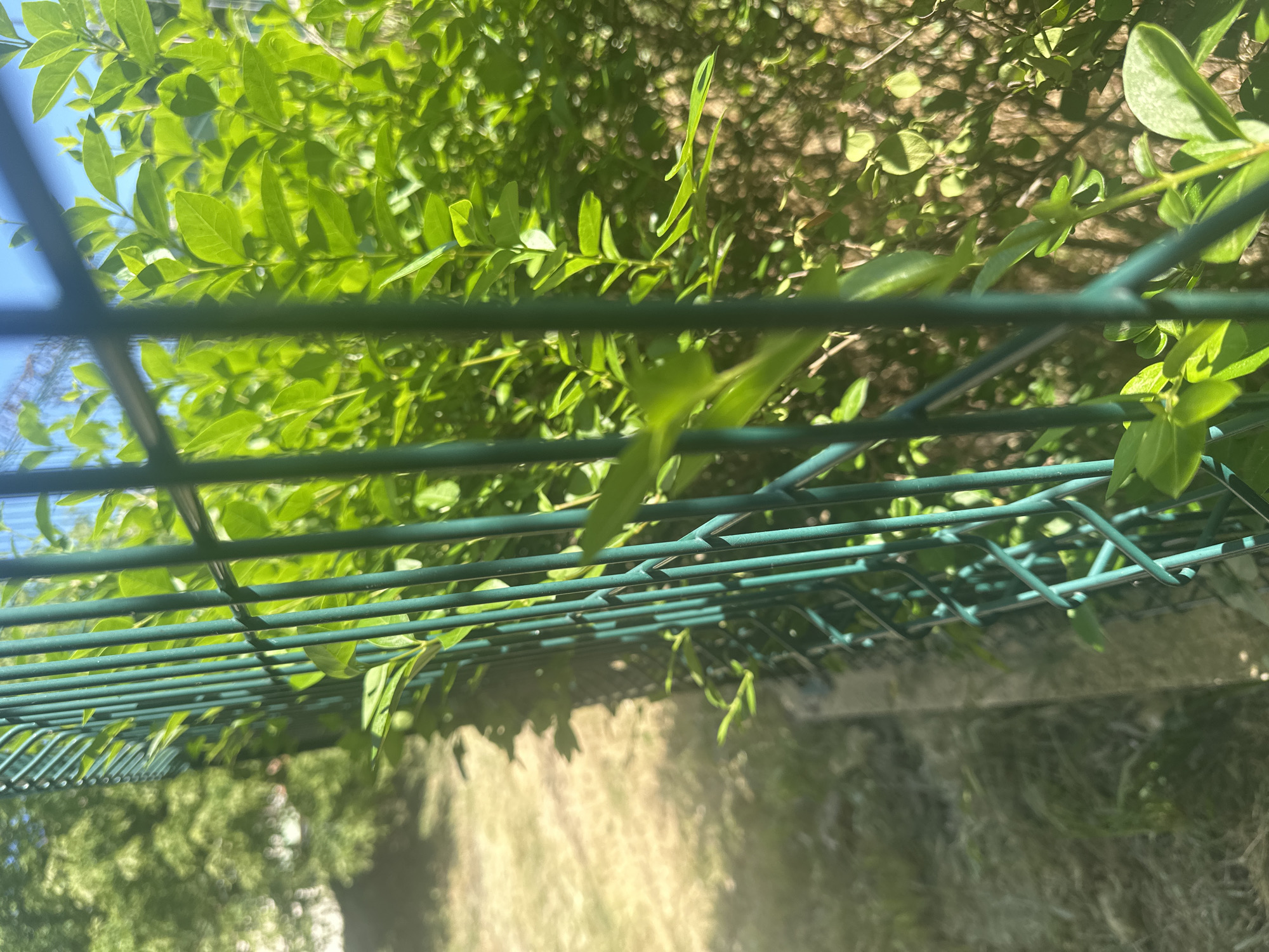 The image is a close-up shot of a green metal fence in an outdoor setting. The fence is made of vertical bars with a diamond pattern in between. Green leaves and branches of a bush are growing through and around the fence, obscuring the view behind it in some areas. To the left of the fence, a patch of dry, mown grass is visible, along with a blurred background of trees. The sky is visible at the top right of the image, appearing bright blue. The lighting suggests it is daytime, likely sunny due to the bright highlights on the leaves. The perspective is low-angle, looking through the fence.