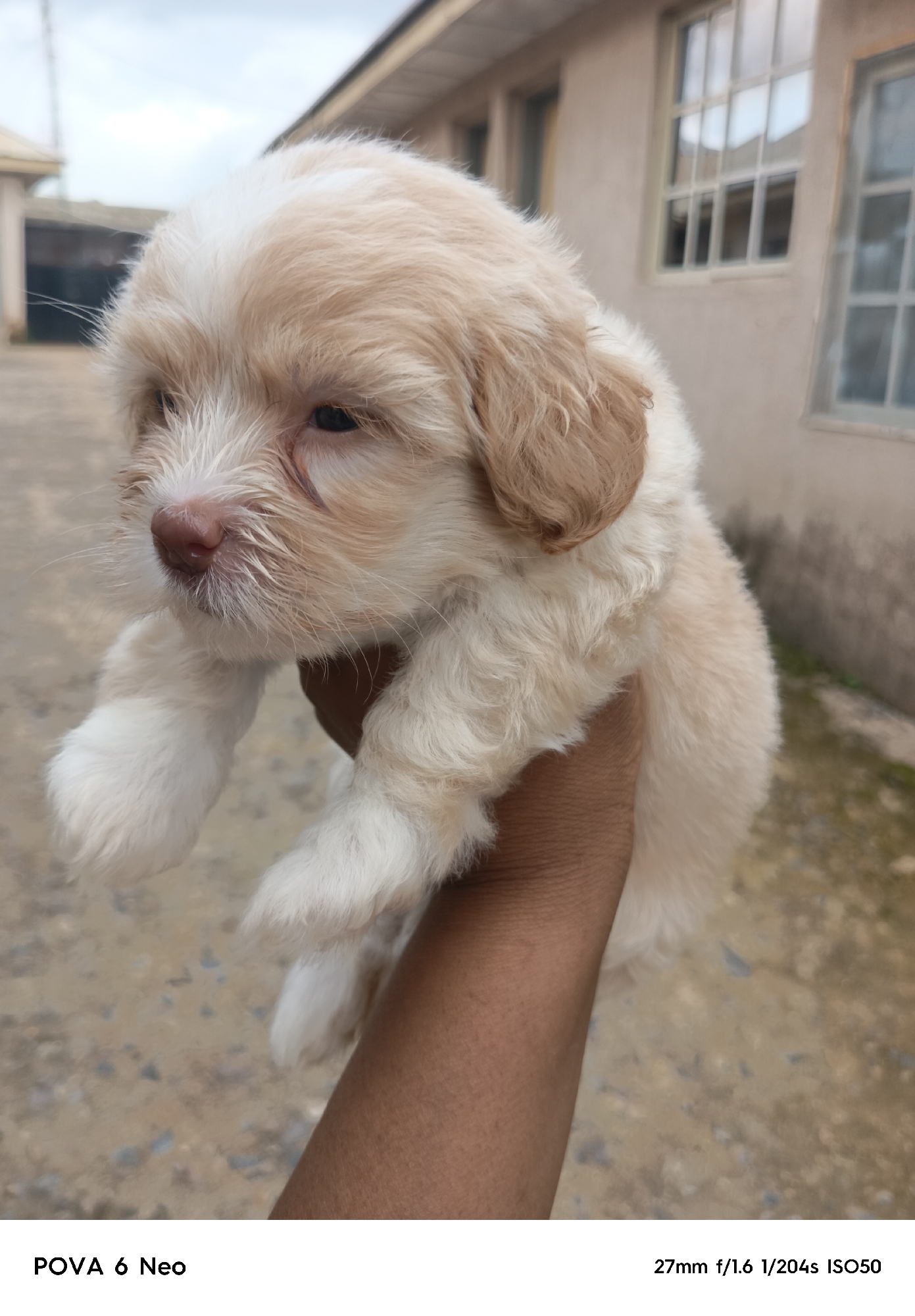 A light-colored, fluffy puppy with tan markings is held up in an outstretched hand. The puppy's head is tilted slightly to the left, and its eyes are dark. The background appears to be an outdoor setting, possibly a residential area, with buildings and a paved ground. The overall scene is likely located in Rafin Par, Nigeria. The image is a close-up shot of the puppy, with the hand holding it partially visible at the bottom. The lighting suggests it is daytime, and the sky appears overcast. The image quality is clear, and the details of the puppy's fur and features are sharp.