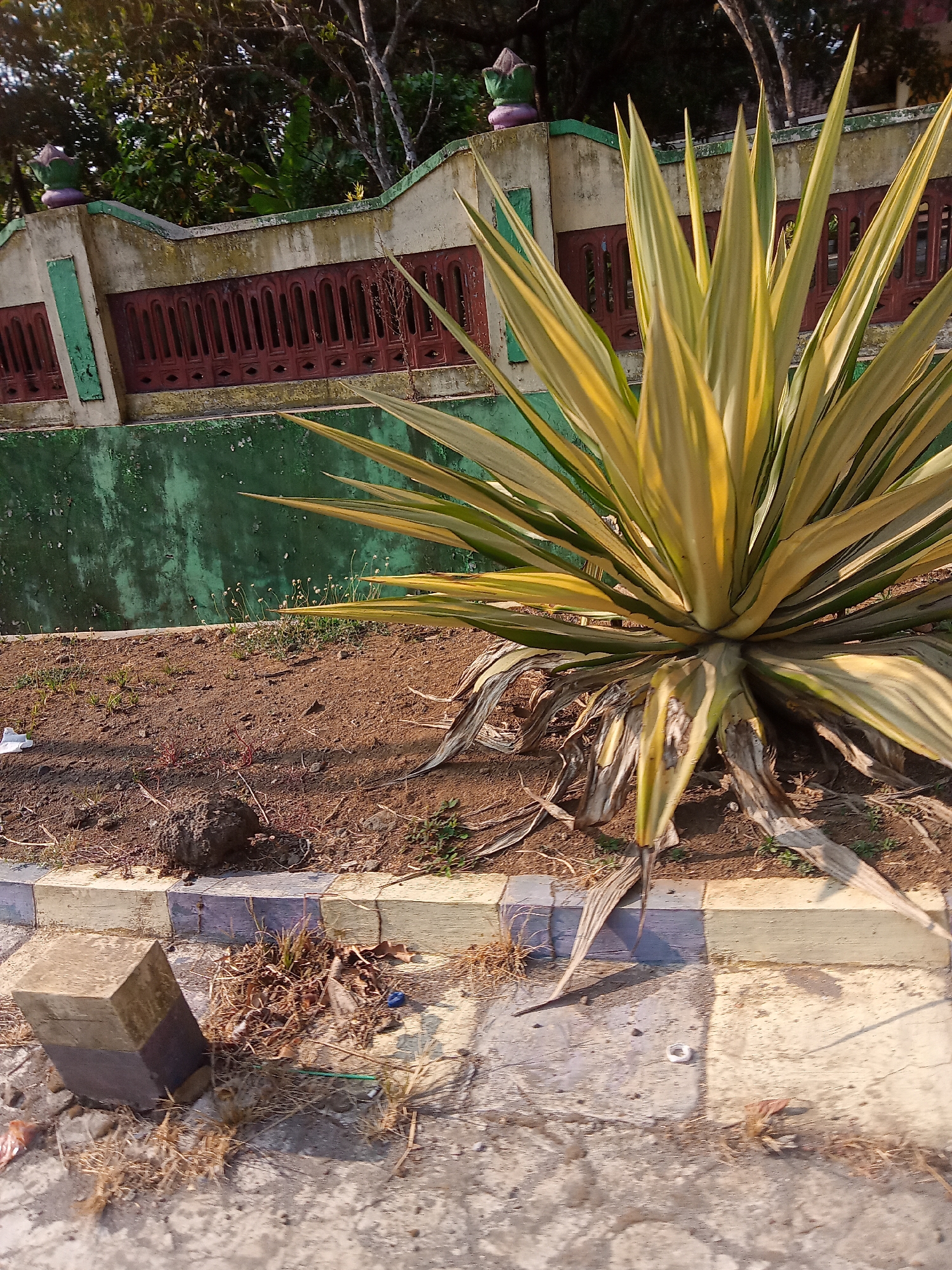 The image shows an outdoor scene in Kaligenton, Indonesia. In the foreground, a concrete block sits on the side of a road. The road has a curb with yellow, purple, and blue painted sections. Dry grass and debris are scattered on the ground. A large agave plant with yellow and green variegated leaves dominates the midground, growing in a patch of dry soil. Behind the plant is a weathered wall, painted green at the bottom and a lighter color at the top, with red decorative elements and a green ornamental piece. Trees and foliage are visible in the background. The lighting suggests it is daytime, likely morning or late afternoon, with shadows cast across the scene.