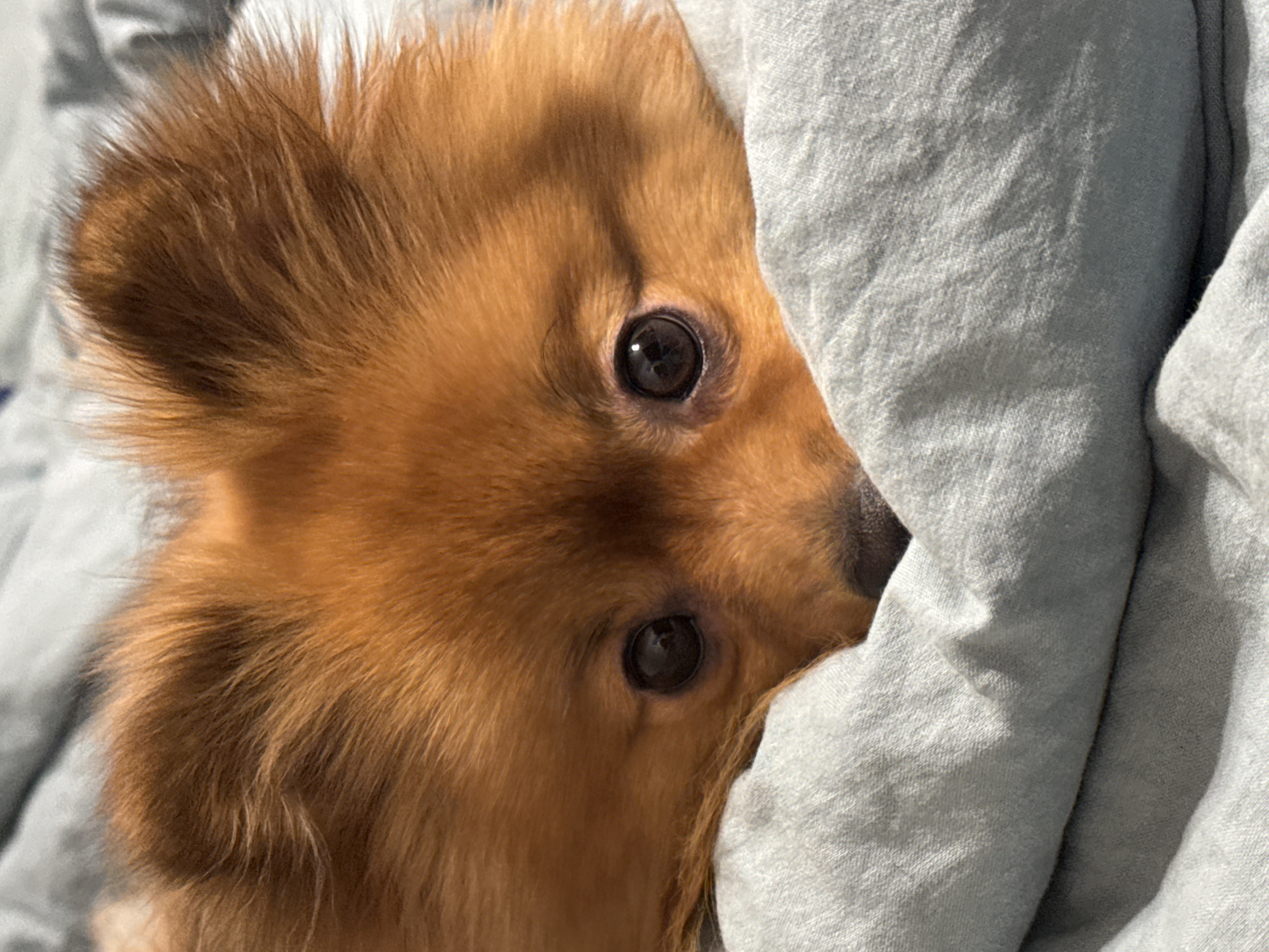 A close-up, eye-level shot features the face of a Pomeranian dog nestled in soft, gray bedding. The dog, with its characteristic fluffy, reddish-brown fur, is the central subject. Its eyes, dark and round, gaze directly at the viewer, conveying a sense of calm or perhaps slight curiosity. The fur around its face is a vibrant orange-brown, with some strands catching the light. The bedding, a light gray fabric, appears soft and rumpled, creating a cozy environment for the dog. The background is entirely filled by the dog's face and the bedding. There is no indication of a specific location in Khimki, Russia, or any other geographical markers within the image. The scene is domestic and intimate, focusing solely on the animal and its immediate surroundings.