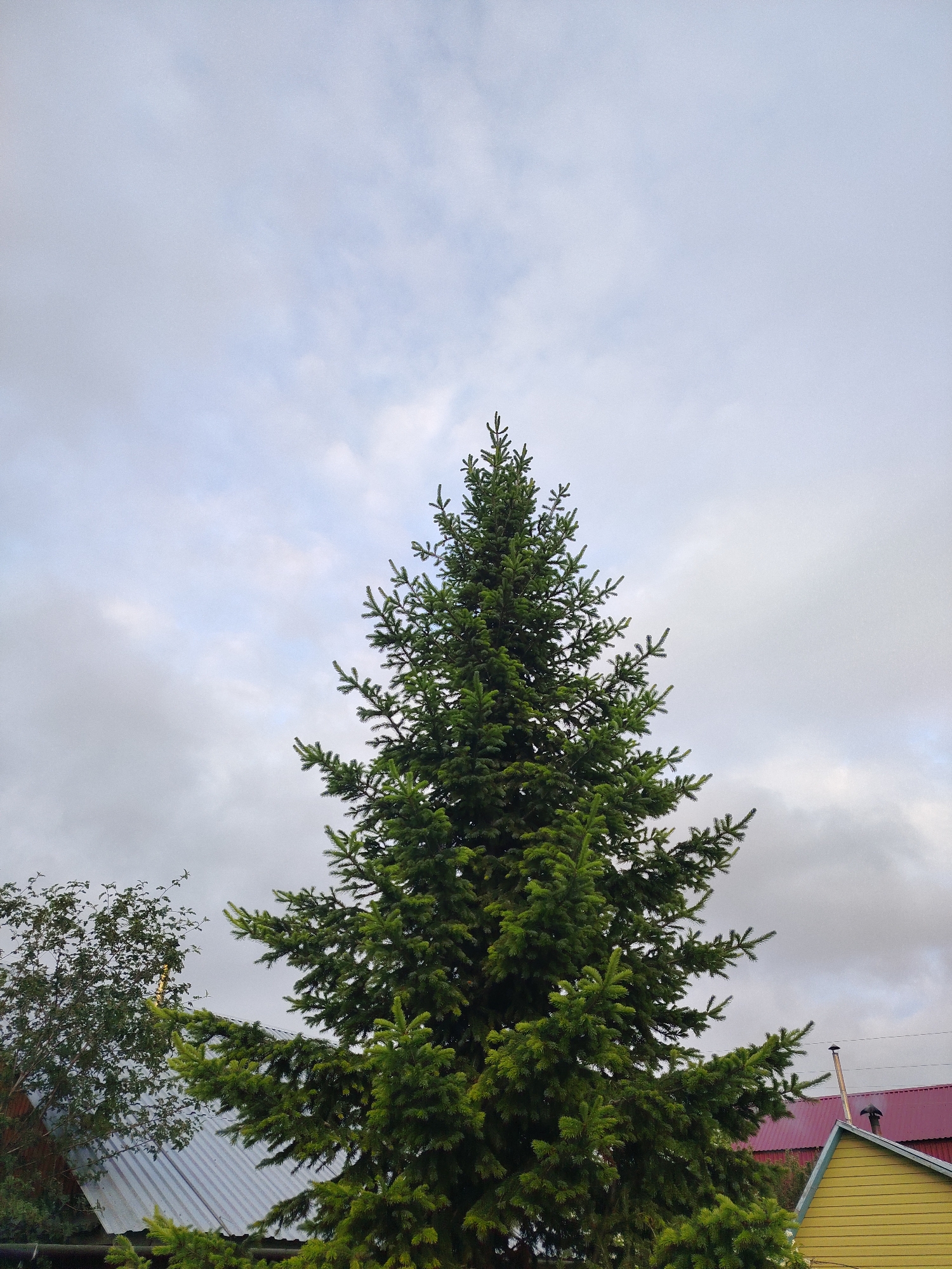 A tall, green spruce tree dominates the center of the frame, its branches reaching upwards against a cloudy, gray sky. To the left, a smaller, leafier tree is visible, partially obscuring a corrugated metal roof. On the right side of the image, the peak of a yellow house with a red roof can be seen, with a chimney extending upwards. The scene appears to be in a residential area in Yekaterinburg, Russia, possibly during a cool, overcast day. There are no people or animals present in the image.