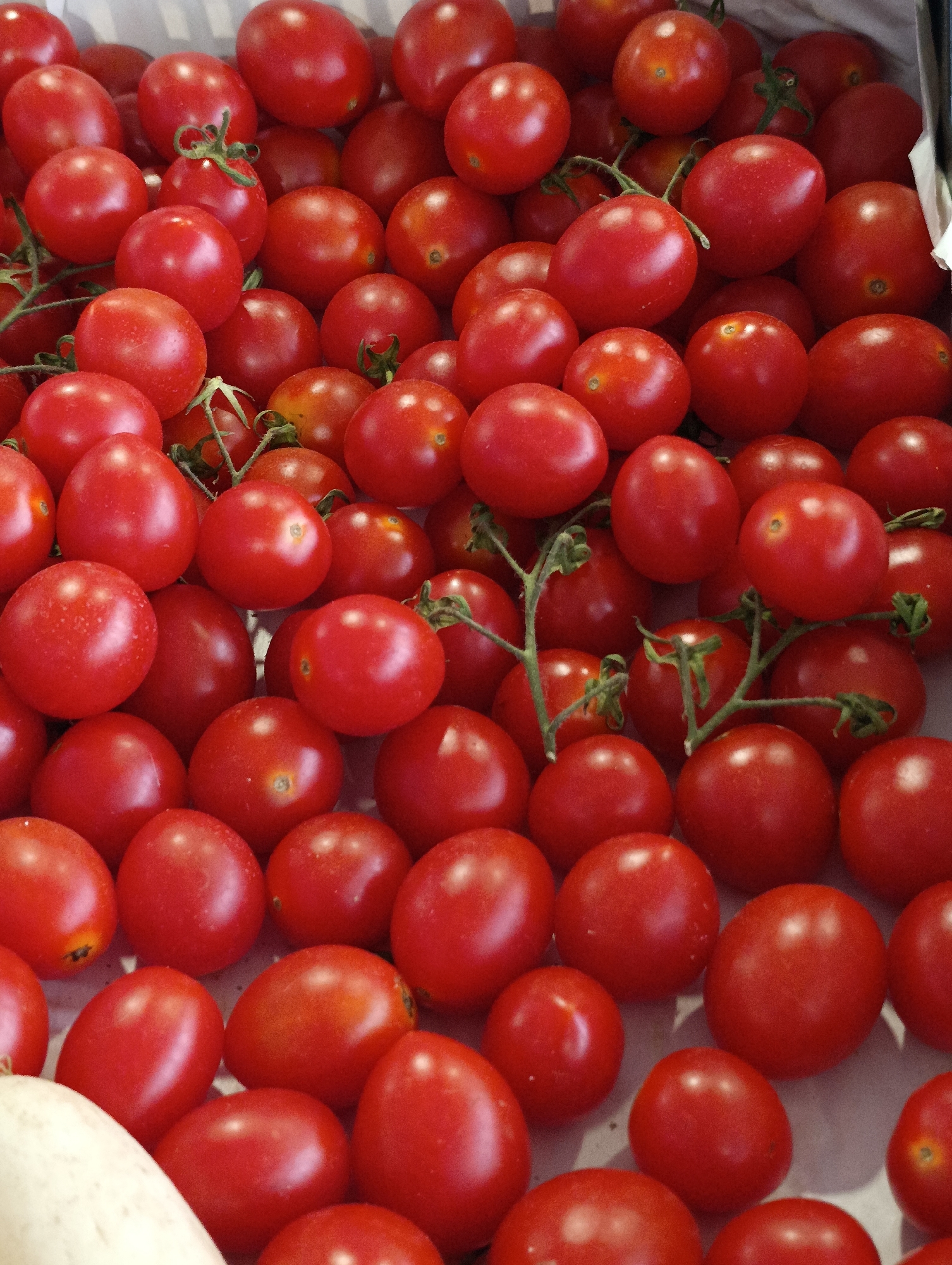 A close-up, overhead shot displays a large quantity of ripe, red cherry tomatoes densely packed in a container. The tomatoes are various sizes, with some showing visible stems and green calyxes. The lighting is bright, highlighting the glossy texture of the tomato skins. The background is out of focus, but appears to be a white or light-colored surface, possibly the inside of a box or basket. There is no discernible urban environment or city of Setúbal, Portugal, present in the image. The image focuses solely on the harvested tomatoes.