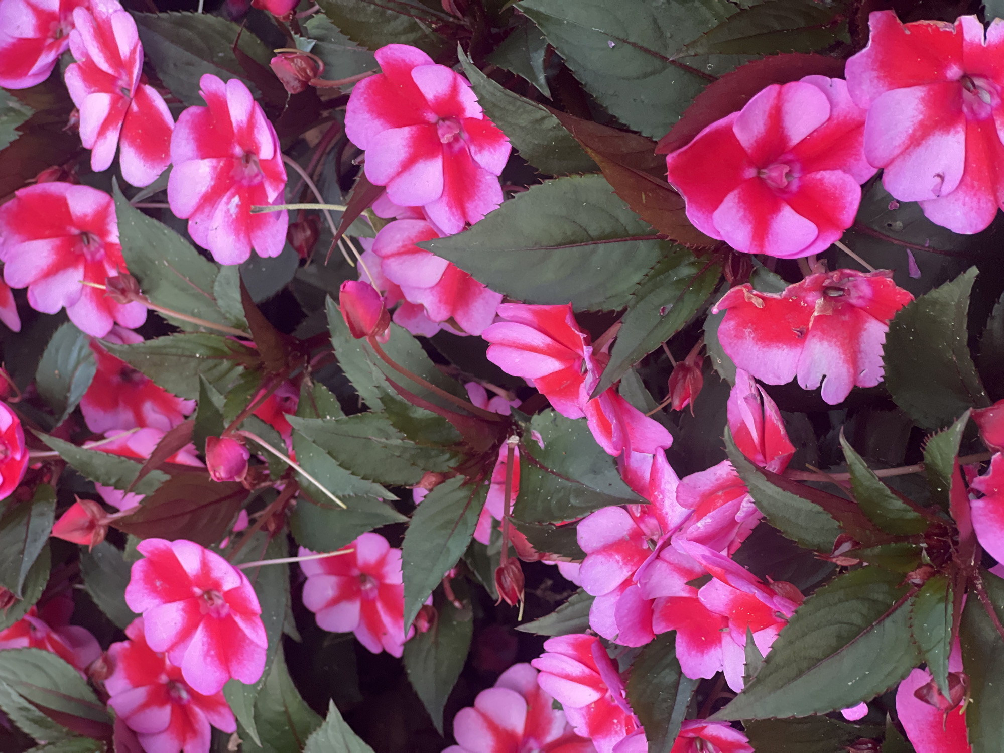 The image shows a close-up, overhead view of a dense cluster of bright pink and red impatiens flowers interspersed with dark green leaves. The flowers are in various stages of bloom, with some fully open and others in bud. The petals are a vibrant mix of light pink and deep fuchsia, with a contrasting stripe of the darker color running through each petal. The leaves are ovate and serrated, with some showing hints of burgundy on their stems and undersides. The lighting is soft, creating a slightly diffused effect. The scene appears to be a garden bed or planter. There are no people, animals, or man-made structures visible.
There is no information in the image to indicate that it was taken in Istanbul, Turkey.