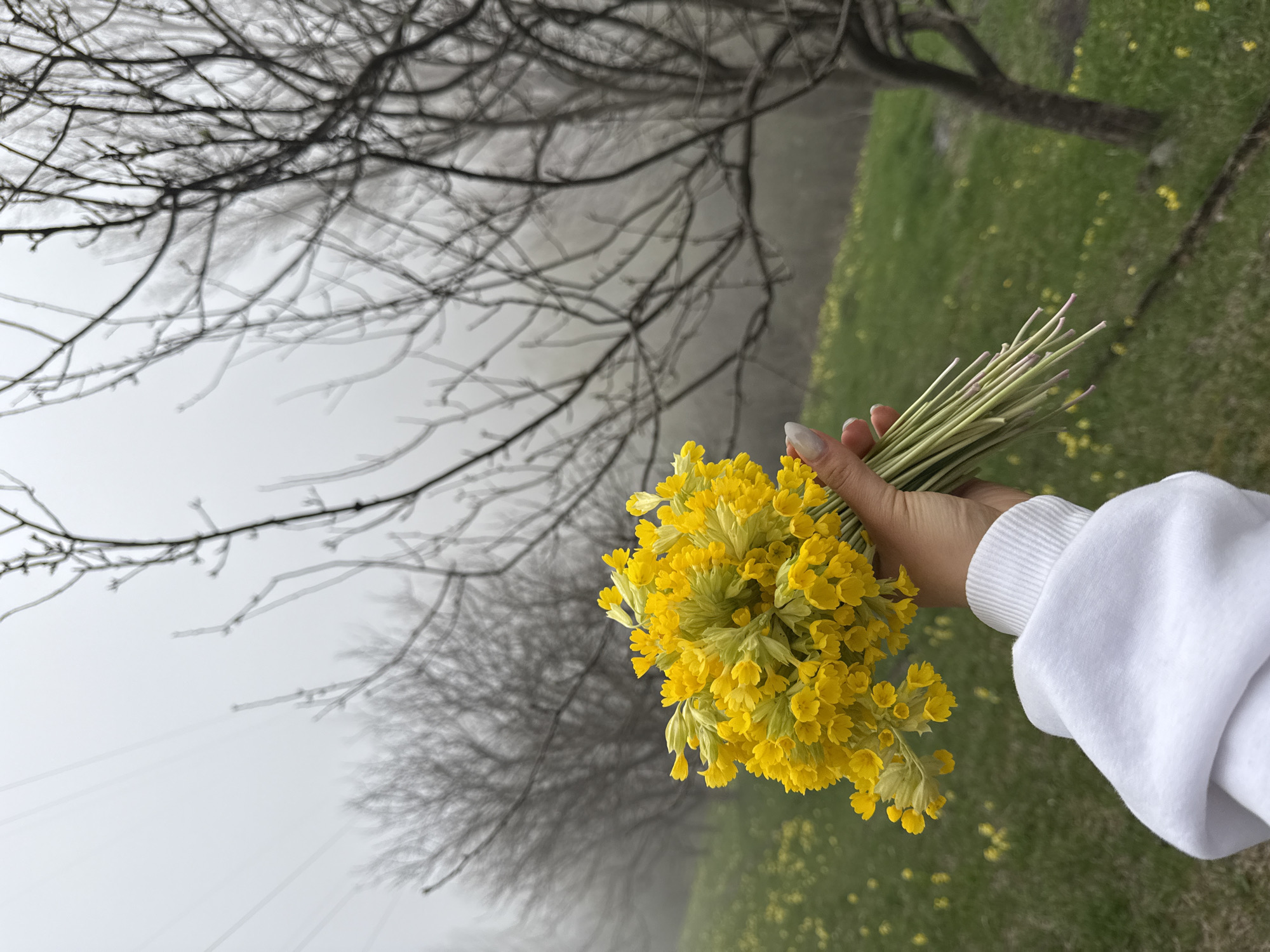 The image depicts a hand holding a bouquet of yellow flowers. The hand is light-skinned, with long, filed fingernails and is wearing a white sweatshirt. The flowers have long green stems. The background is a blend of nature and fog; there is green grass, a tree with bare branches, and a dense fog obscures the details of the landscape. There is a blurred outline of another tree in the fog. The image is rotated slightly, giving a tilted perspective. The location is Karaberd, Armenia.