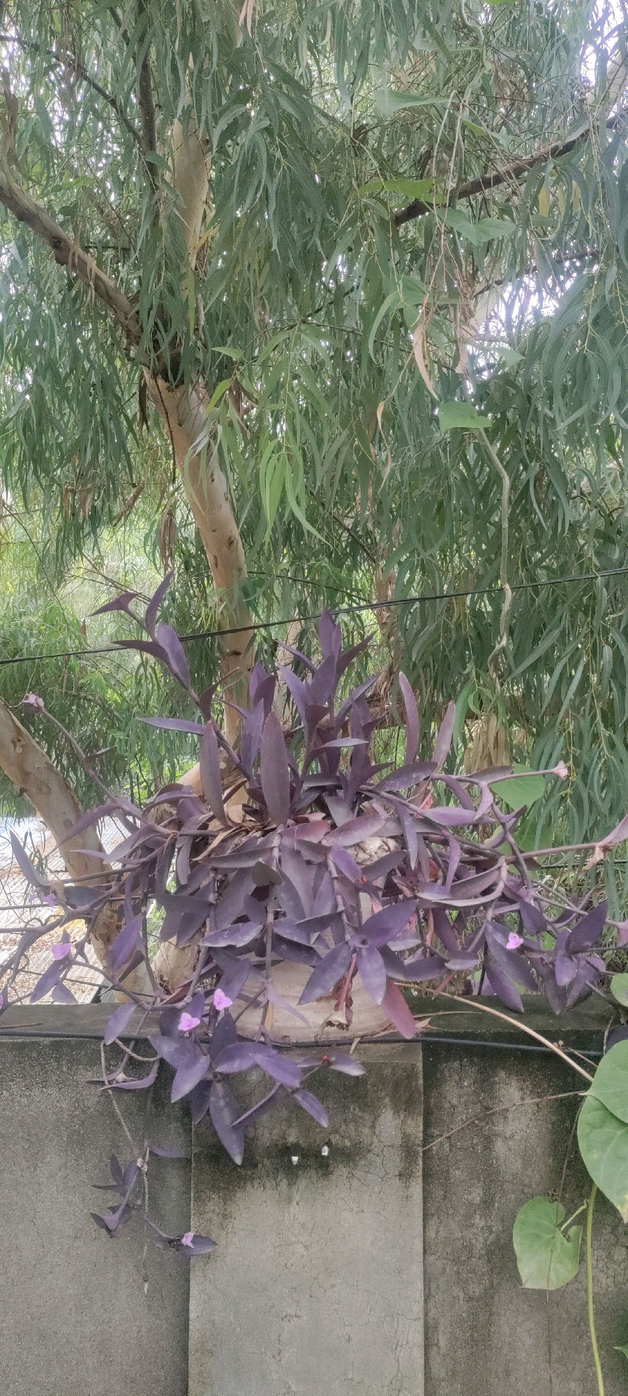 This is a medium shot, outdoor, vertical photograph of a planter with a purple-leafed plant cascading over a concrete wall. The planter is white and appears to be made of a rough material, possibly ceramic or concrete. The plant has long, trailing stems with pointed, deep purple leaves. Small, pink flowers are visible on some of the stems. Behind the planter and the wall, a large tree with a pale, textured trunk and numerous green, elongated leaves dominates the background. The tree is likely a eucalyptus due to its distinctive foliage and bark. The concrete wall is weathered and shows some staining. The scene is set outdoors, potentially in a garden or courtyard within the Metropolitan Corporation Rawalpindi, Pakistan, given the architectural style of the wall and the commonality of such trees in the region. There are no people visible in the image. The lighting suggests it is daytime, with some dappled light filtering through the tree leaves.