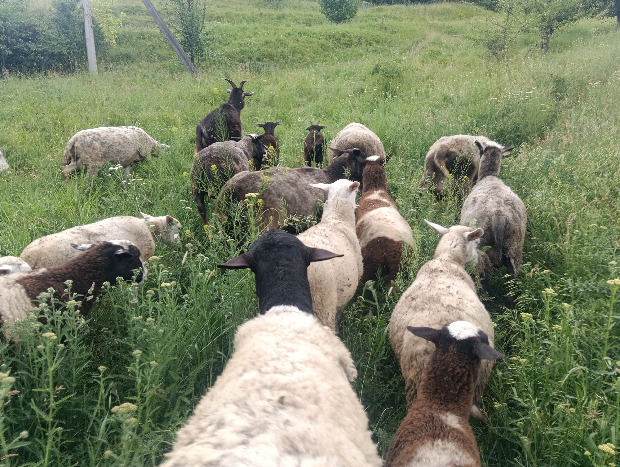 In a verdant, overgrown field with tall grass and scattered trees, a flock of sheep and at least one goat are gathered. The sheep vary in color, with some predominantly white, others a mottled grey and brown, and one with a black head and white face. They appear to be grazing or standing in the tall grass. The goat, dark brown with prominent horns, stands near the back of the group. The terrain is gently sloped and appears somewhat uncultivated, suggesting a rural or pastoral setting. The lighting suggests it is daytime, likely overcast or late afternoon due to the diffused light.