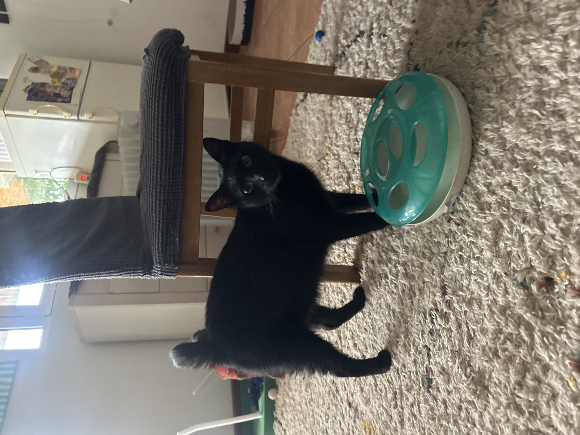 This image captures an indoor domestic scene, identified as being located in Budva, Montenegro. A short-tailed black cat with luminous green-yellow eyes stands on a light-colored shag rug, positioned slightly left of the image center, facing directly forward. To the cat's immediate right is a wooden chair with dark grey upholstered seat and backrest. A teal and white plastic cat toy, round with several oval openings on its top surface, rests on the rug directly in front of the cat.
The floor is predominantly covered by the off-white shag rug, which contains subtle multi-colored flecks. In the background, a bright window with light blue striped blinds is visible on the left, casting natural light into the room. A white cabinet unit is situated beneath the window. To the right in the background, a white two-door refrigerator, adorned with various magnets and pictures, stands against a white wall. A section of brown tiled floor is visible beyond the edge of the rug on the right side of the frame. Additional objects include a white ball on a green mat to the far left and a small blue ball resting on the tiled floor to the far right.