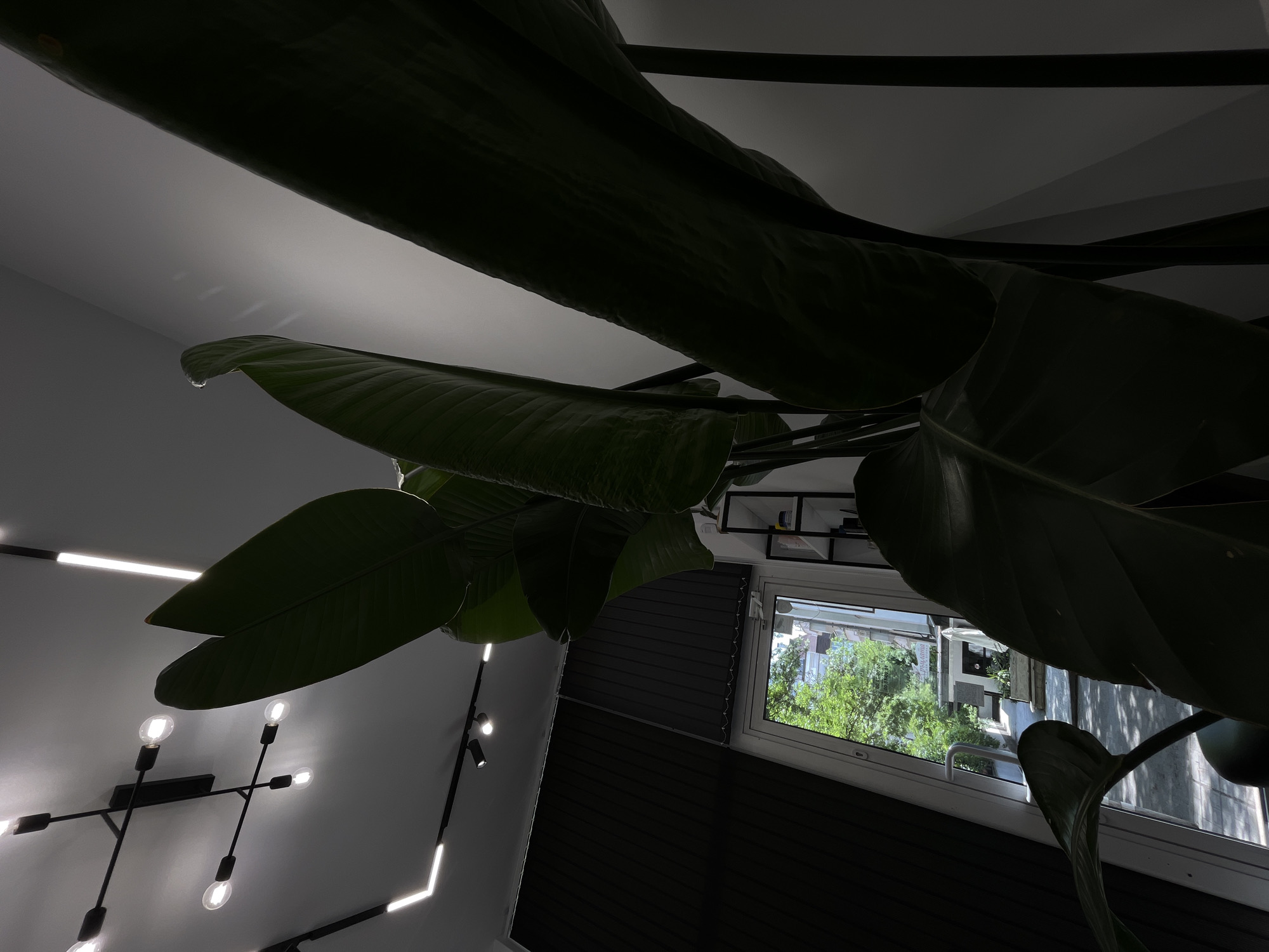 The image presents an upward-angled view from a dimly lit interior space looking out through a glass door or window to a bright, sunlit urban exterior in Sofia, Bulgaria. In the immediate foreground and right side, large, dark green leaves of a tropical plant, likely a Strelitzia, are prominent, casting significant shadows. Behind the plant, a light gray wall and a partial view of a black metal shelving unit holding various objects are discernible. The white ceiling above features a modern lighting arrangement: a black, multi-arm chandelier with exposed incandescent bulbs, linear LED strip lights embedded in black tracks, and smaller track spotlights. To the left, dark vertical blinds cover an interior wall next to the white-framed glass exit. Through the glass, a paved walkway or street is visible, flanked by lush green trees and bushes, indicating a lively urban environment. Buildings are present in the background, and a white patio umbrella is partially visible outside. A white sign with black Cyrillic text, including a Bulgarian mobile number (0886 701 700) and a word resembling "SUZANA", is discernible on a distant building, confirming the location in Sofia, Bulgaria. No people are present in the scene.