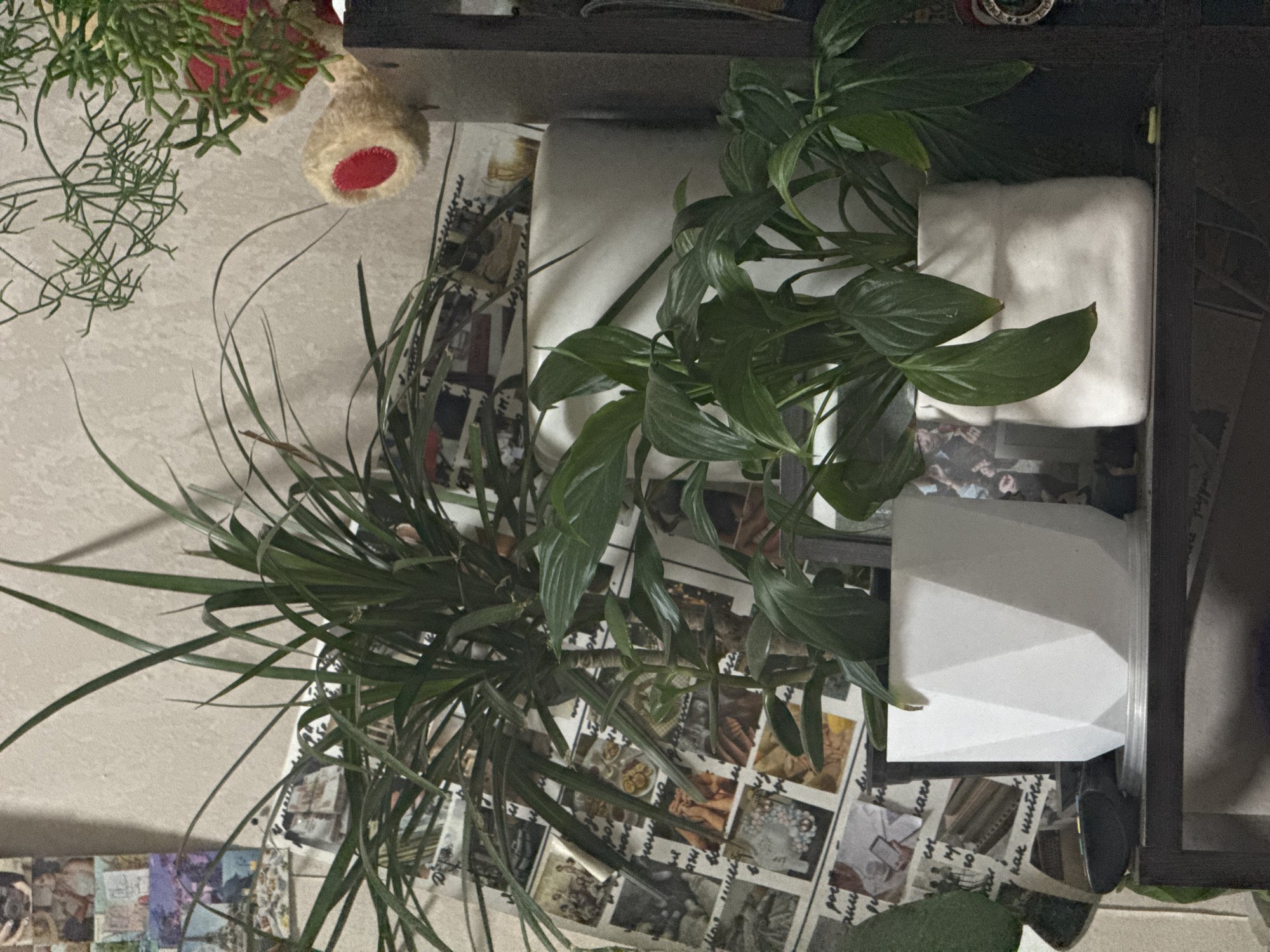 The image depicts an indoor scene featuring several houseplants on a shelf. In the foreground, two potted plants are visible. The plant on the left is in a white geometric planter, while the plant on the right is in a textured white pot. Behind the plants, the wall is decorated with a collage of photographs and what appear to be handwritten notes. To the right, a portion of a black shelf unit is visible, with a stuffed teddy bear resting on top. The overall lighting is dim, suggesting an indoor environment. No specific location in Izhevsk, Russia can be identified from the image.