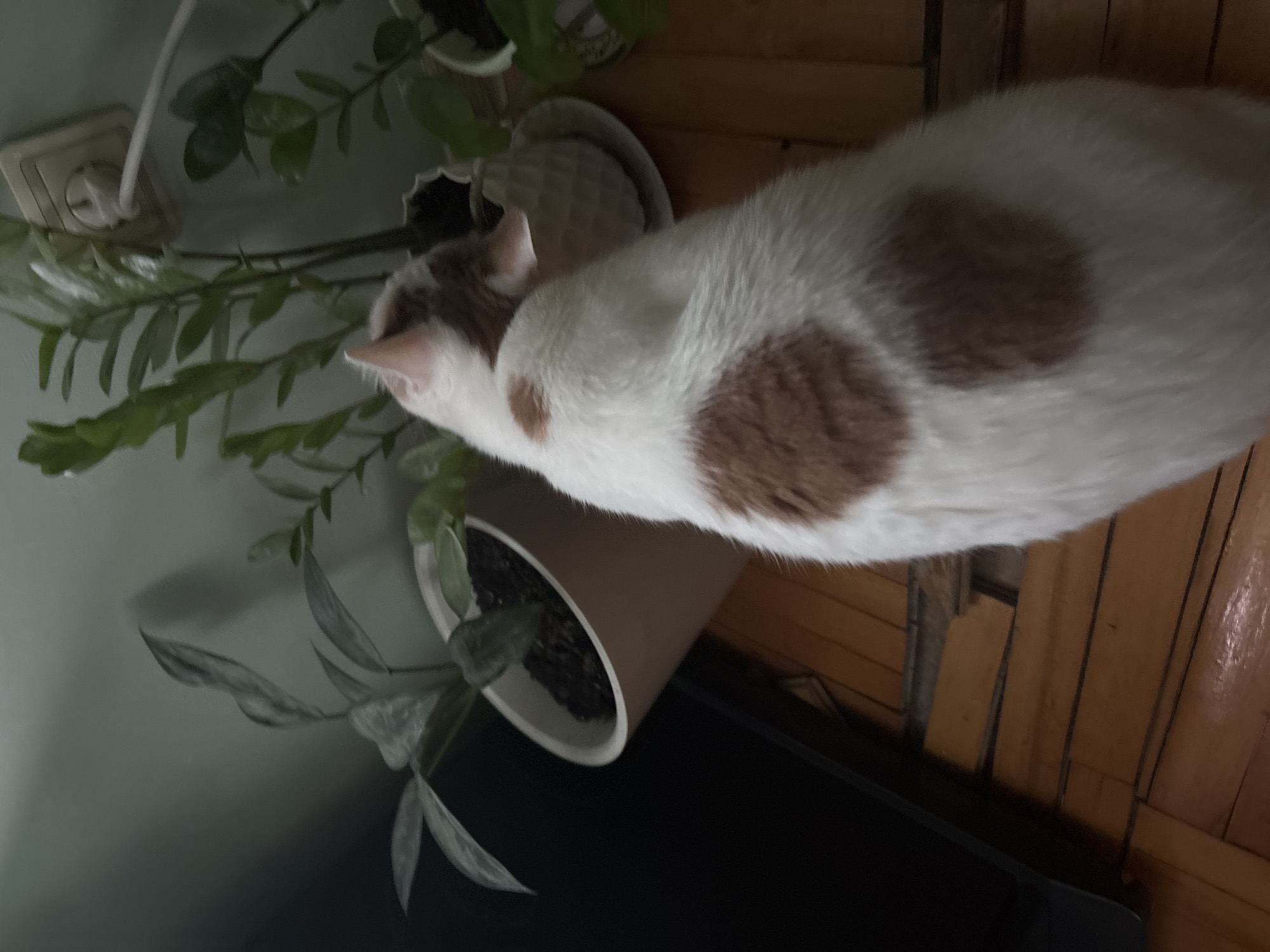 The image shows a white and brown cat sitting next to a potted plant. The cat is in the foreground, with its body partially visible. It is lying down and facing towards the left of the frame. The plant is in a light brown pot and is also in the foreground, to the left of the cat. The background consists of a wall on the left and a wooden floor on the right. There is also a white electrical outlet visible on the wall. The lighting suggests it might be daytime, but the overall image is dimly lit. The scene appears to be indoors, likely in a home setting. No specific activity or event is taking place; it's a still shot of the cat and plant. There is no visible text in the image.